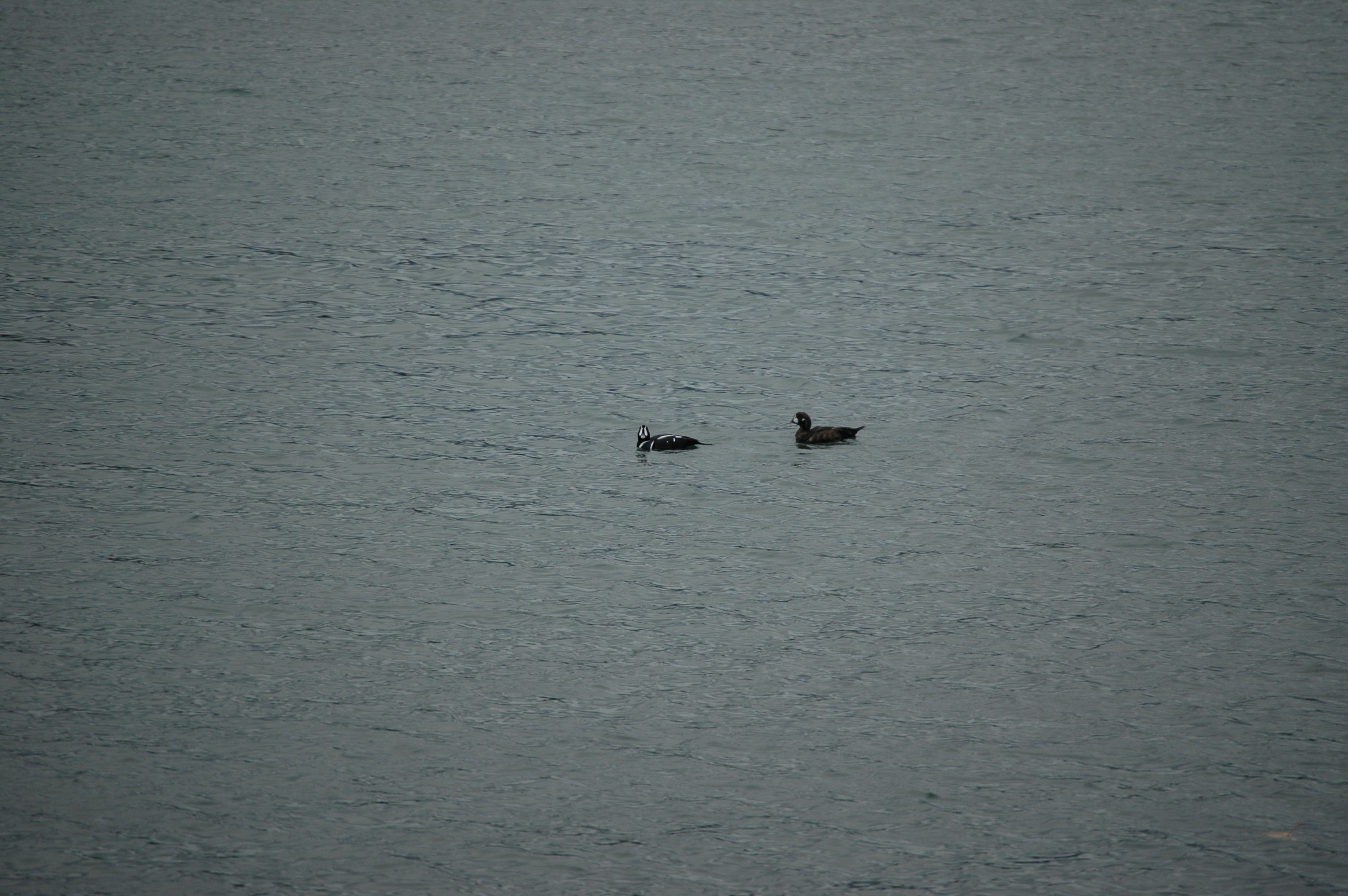photos/wildlife/Bird_Species/029-Swans-Geese-Typical_ducks/0572-Harlequin_Duck/20070921-Canada-03.jpg