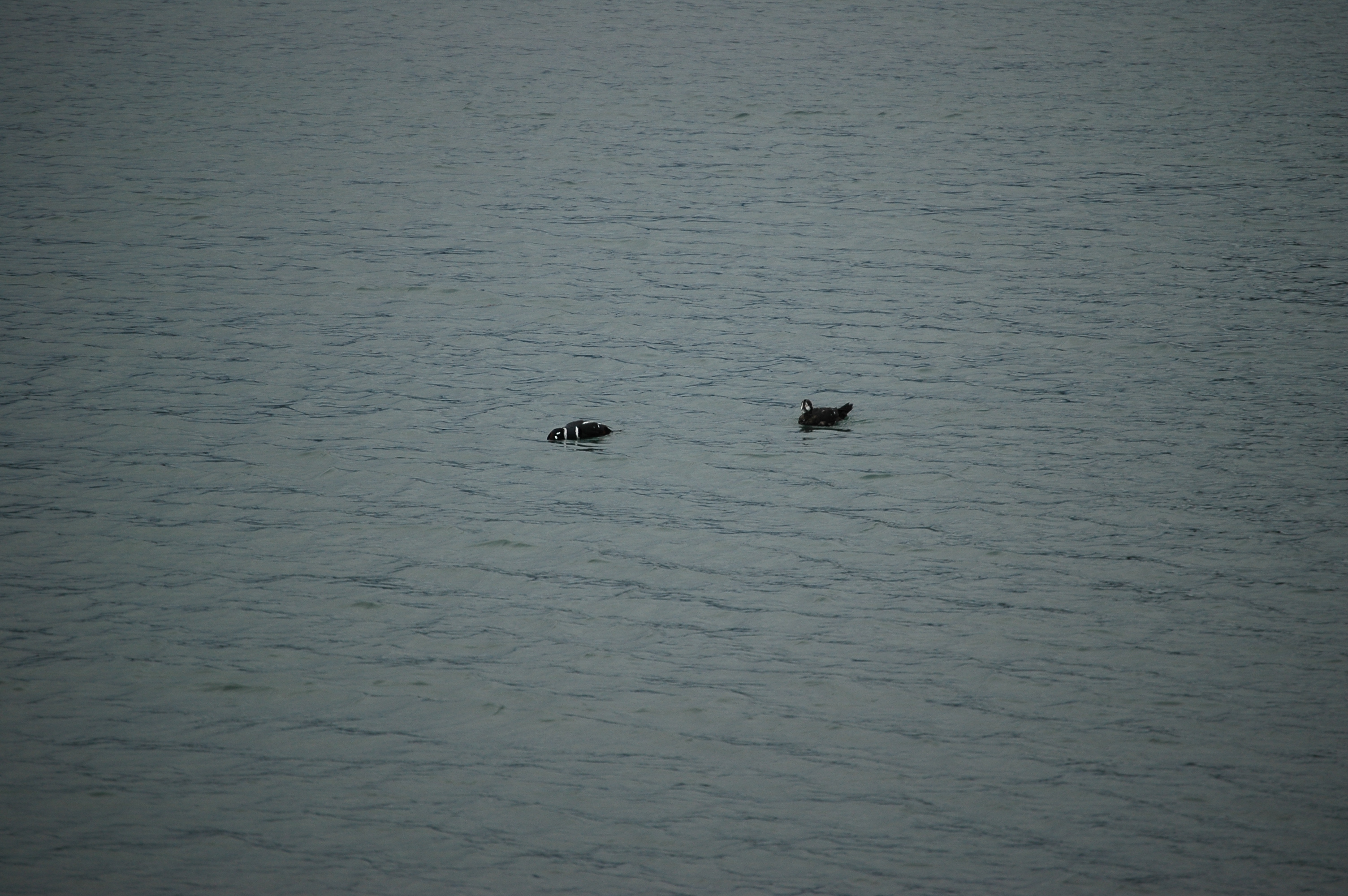 photos/wildlife/Bird_Species/029-Swans-Geese-Typical_ducks/0572-Harlequin_Duck/20070921-Canada-08.jpg