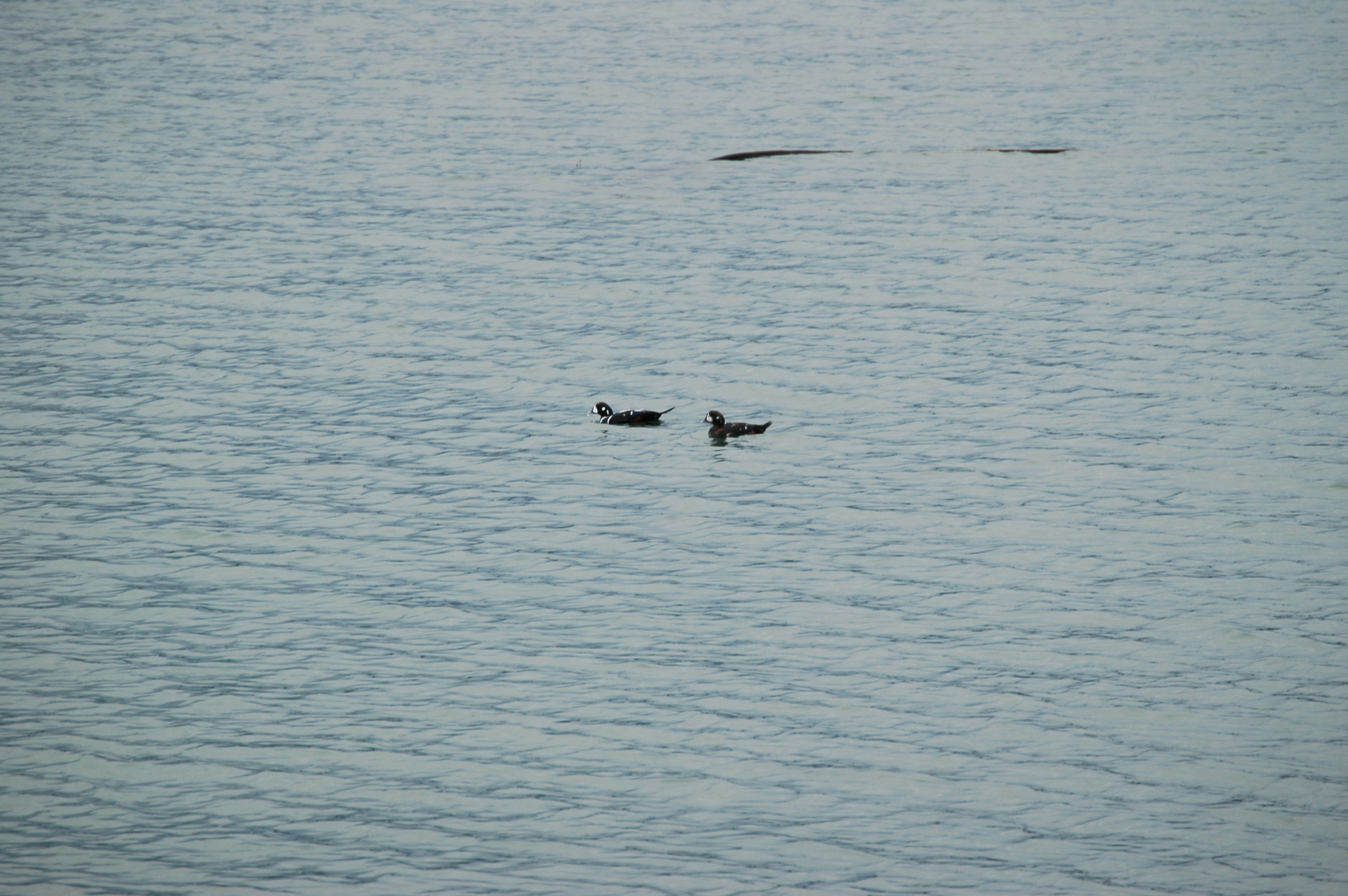 photos/wildlife/Bird_Species/029-Swans-Geese-Typical_ducks/0572-Harlequin_Duck/20070921-Canada-12.jpg