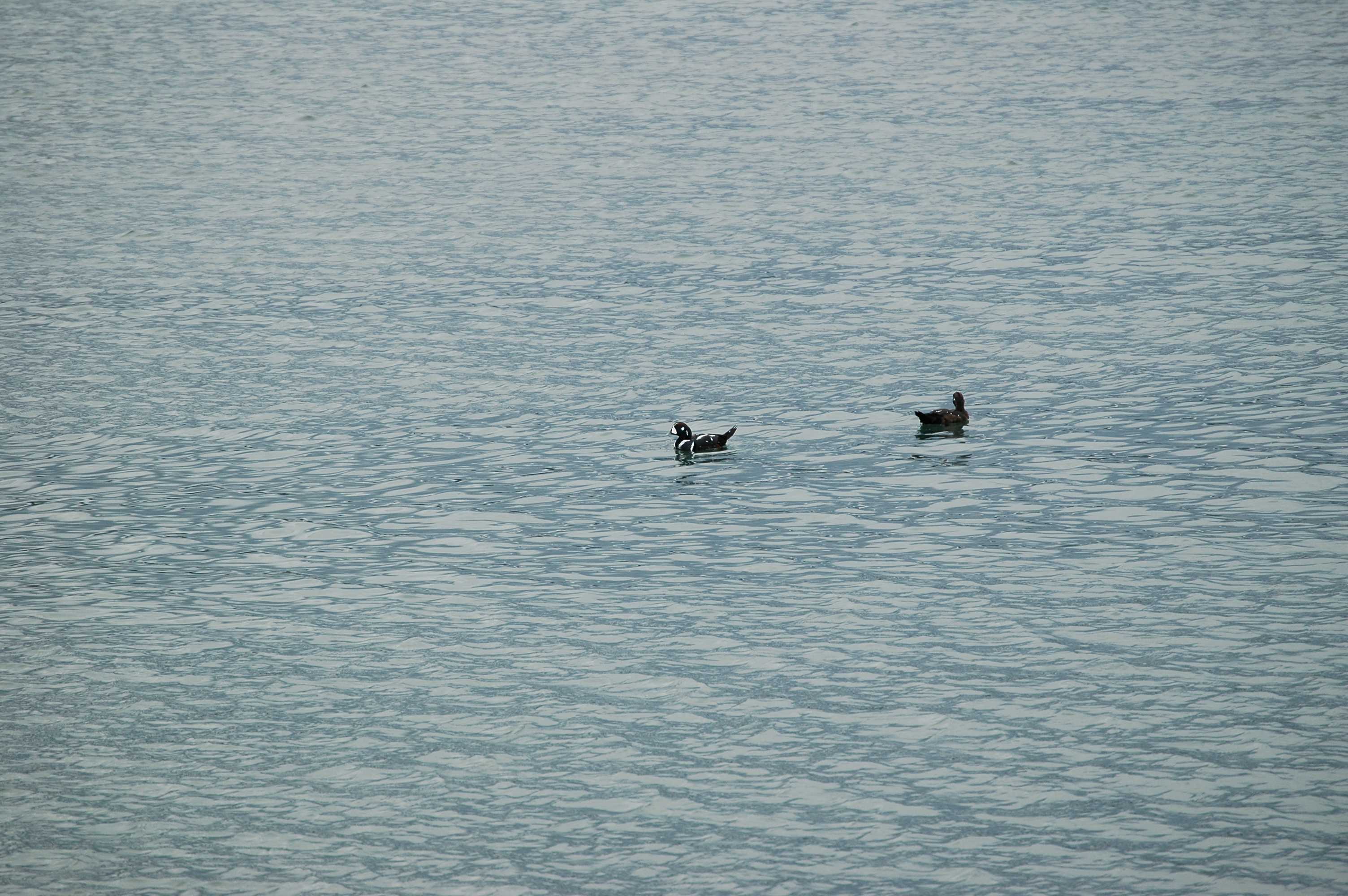 photos/wildlife/Bird_Species/029-Swans-Geese-Typical_ducks/0572-Harlequin_Duck/20070921-Canada-16.jpg