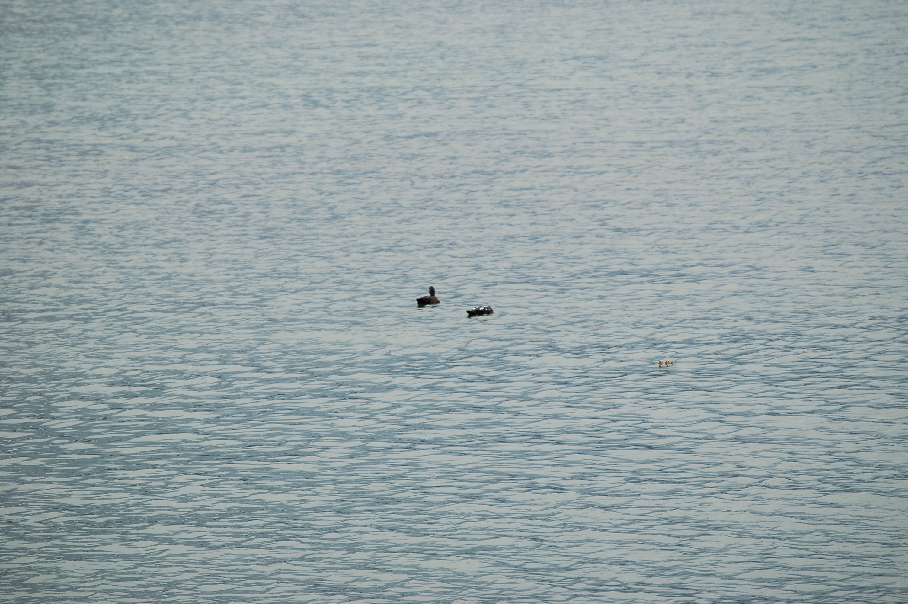 photos/wildlife/Bird_Species/029-Swans-Geese-Typical_ducks/0572-Harlequin_Duck/20070921-Canada-18.jpg