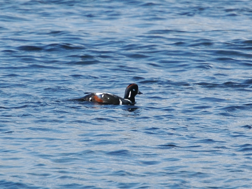 photos/wildlife/Bird_Species/029-Swans-Geese-Typical_ducks/0572-Harlequin_Duck/20070922-Canada-19-sm.jpg
