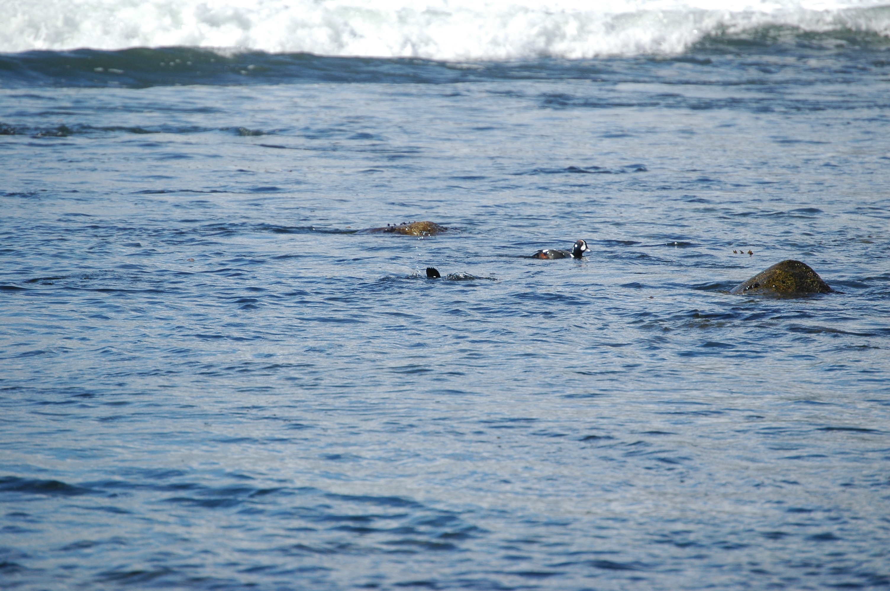 photos/wildlife/Bird_Species/029-Swans-Geese-Typical_ducks/0572-Harlequin_Duck/20070922-Canada-24.jpg