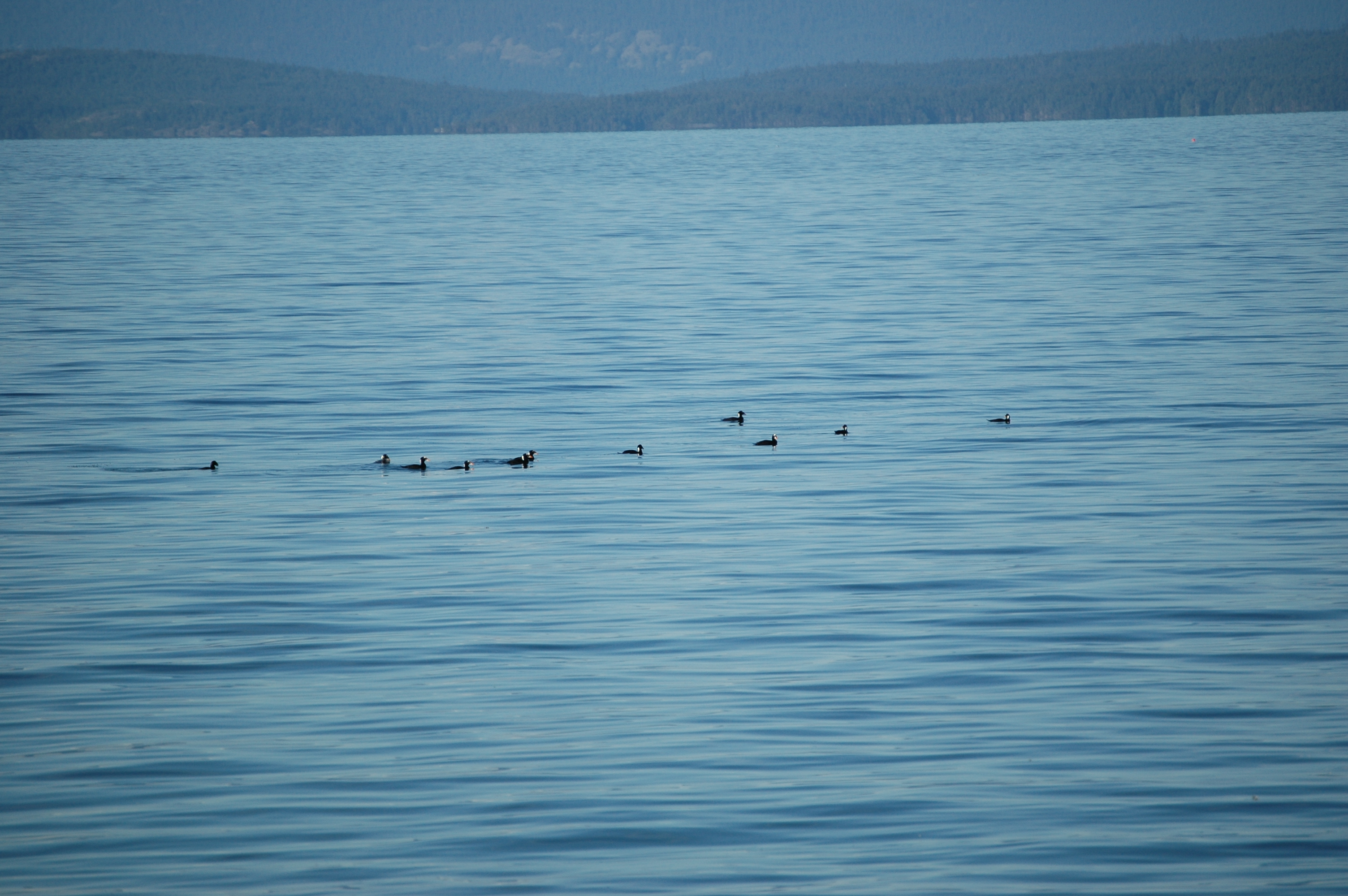 photos/wildlife/Bird_Species/029-Swans-Geese-Typical_ducks/0575-Surf_Scoter/20070921-Canada-01.jpg