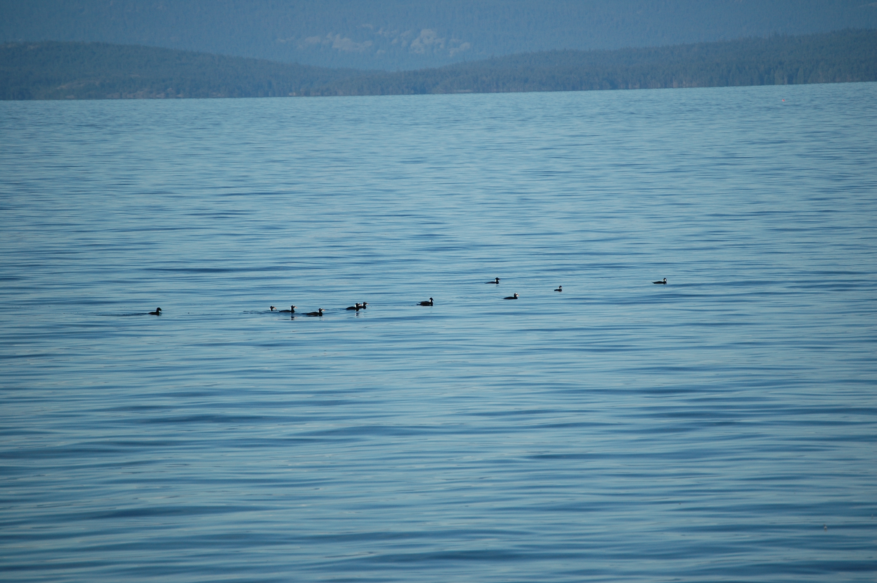 photos/wildlife/Bird_Species/029-Swans-Geese-Typical_ducks/0575-Surf_Scoter/20070921-Canada-02.jpg