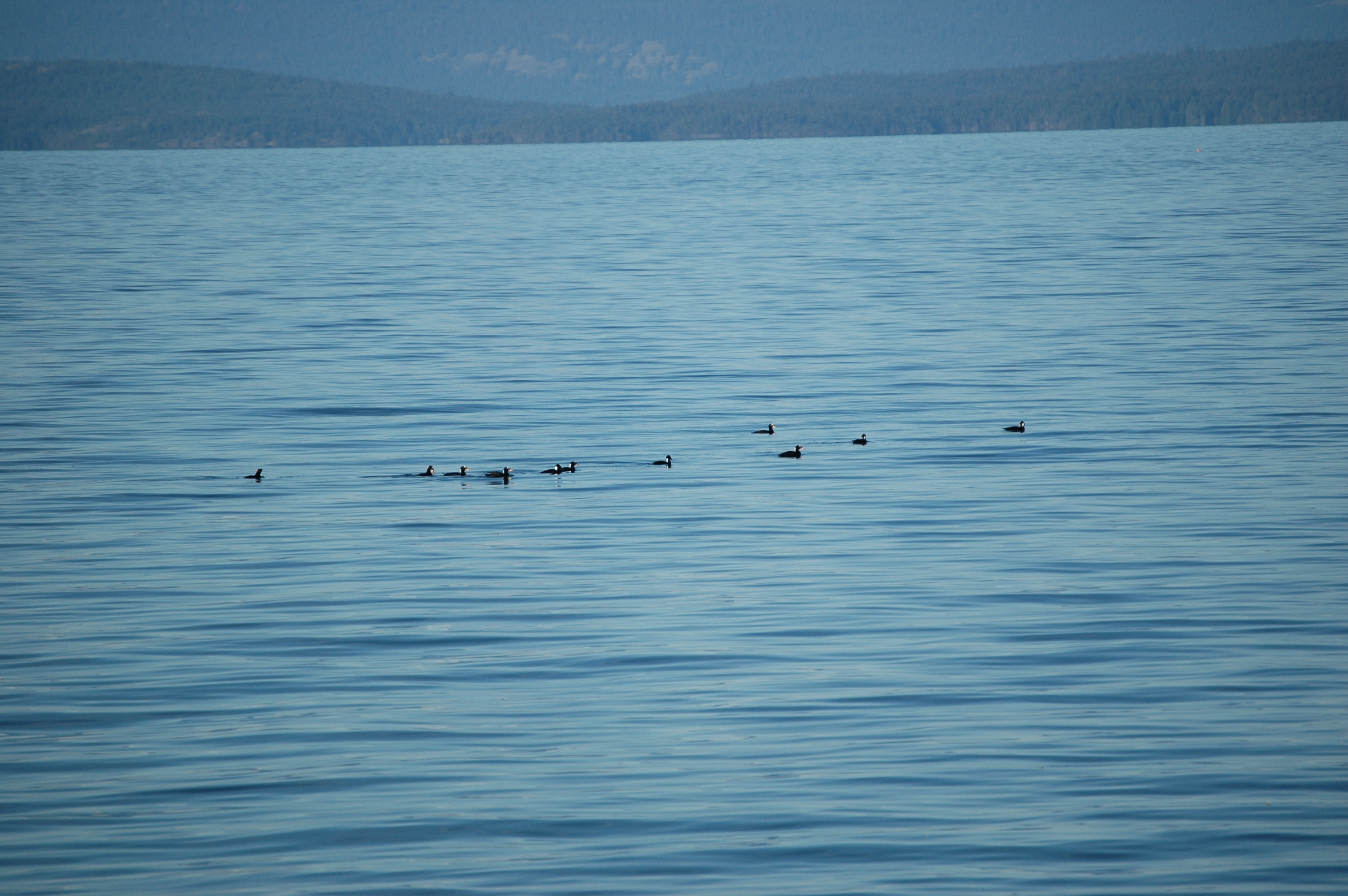 photos/wildlife/Bird_Species/029-Swans-Geese-Typical_ducks/0575-Surf_Scoter/20070921-Canada-03.jpg