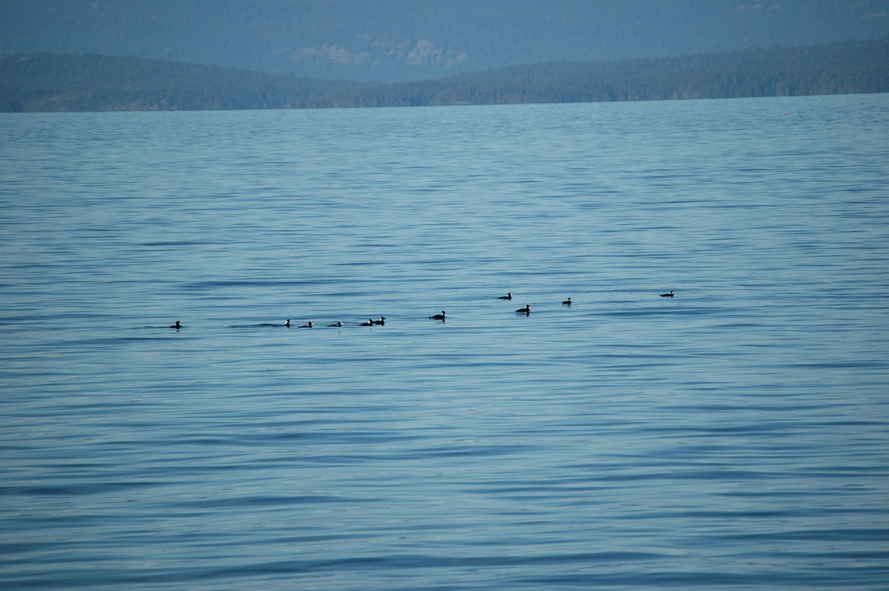 photos/wildlife/Bird_Species/029-Swans-Geese-Typical_ducks/0575-Surf_Scoter/20070921-Canada-04.jpg