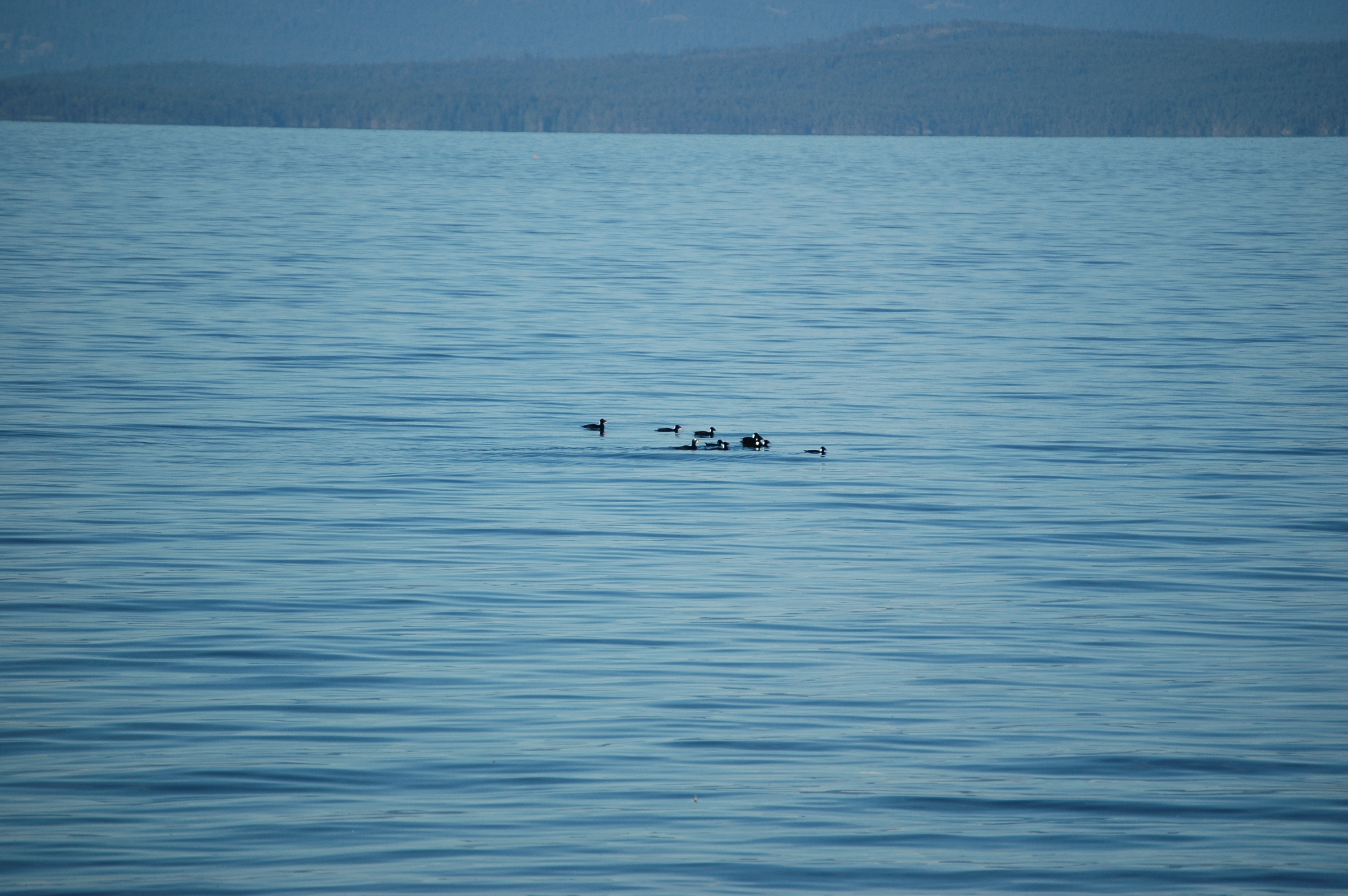 photos/wildlife/Bird_Species/029-Swans-Geese-Typical_ducks/0575-Surf_Scoter/20070921-Canada-05.jpg