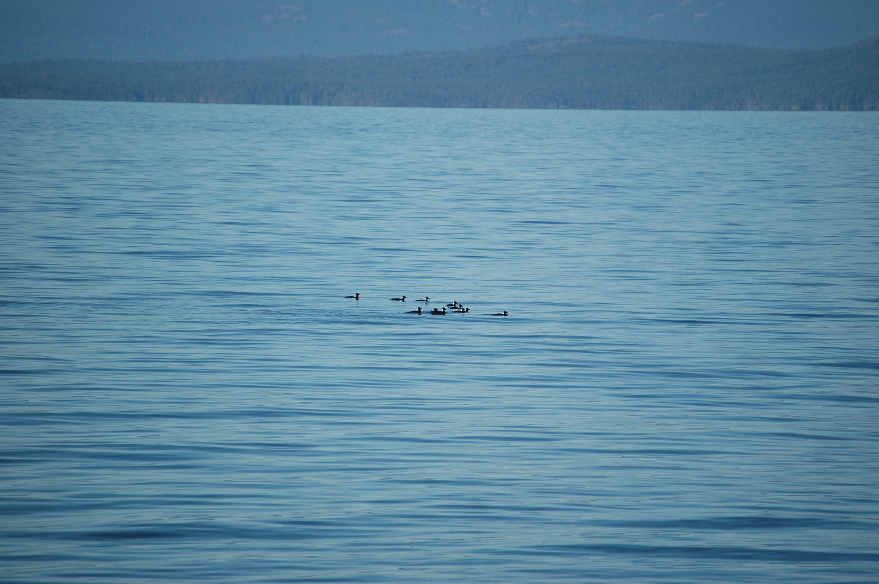 photos/wildlife/Bird_Species/029-Swans-Geese-Typical_ducks/0575-Surf_Scoter/20070921-Canada-06.jpg