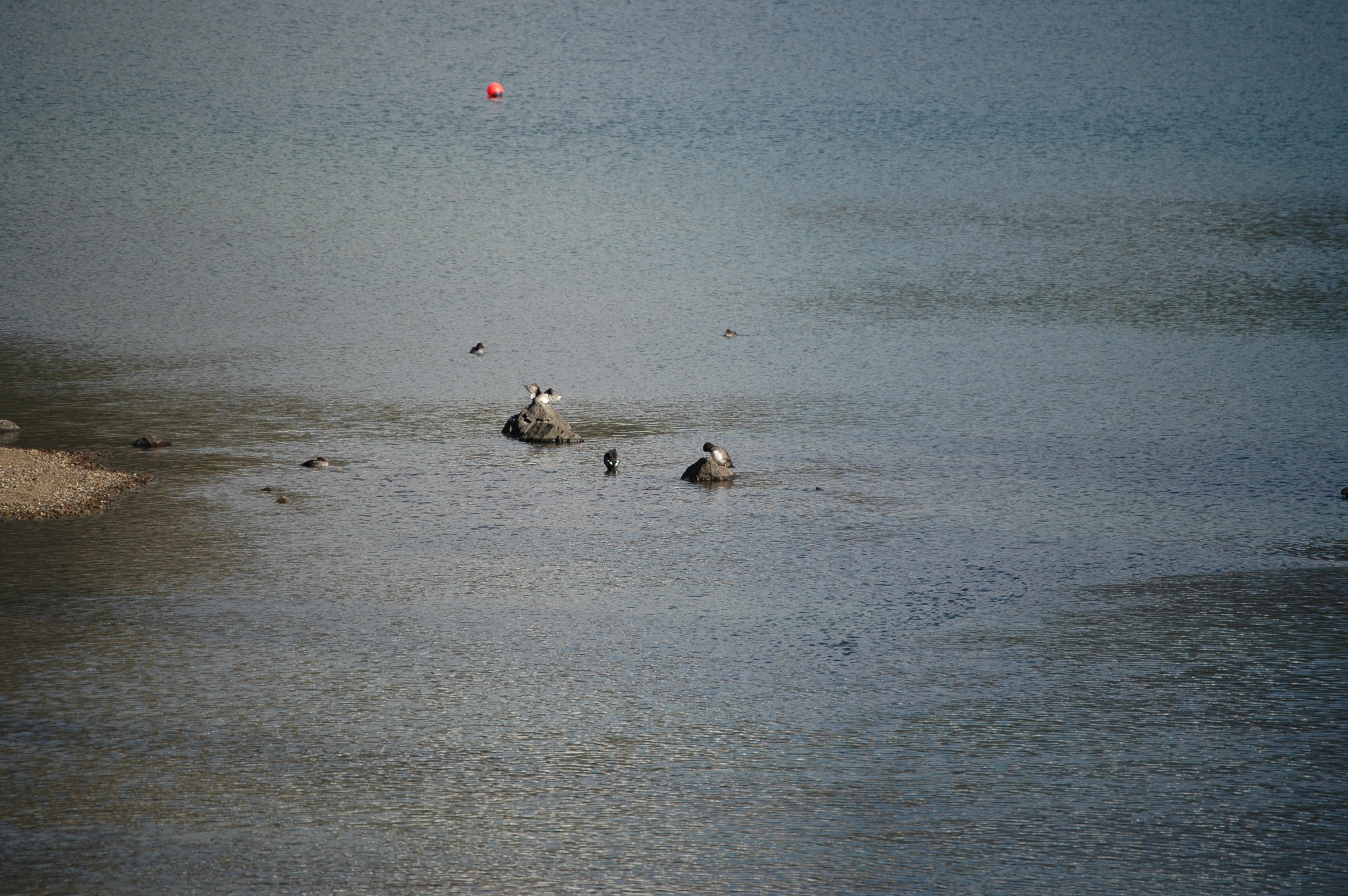 photos/wildlife/Bird_Species/029-Swans-Geese-Typical_ducks/0579-Common_Goldeneye/20070926-Canada-01.jpg