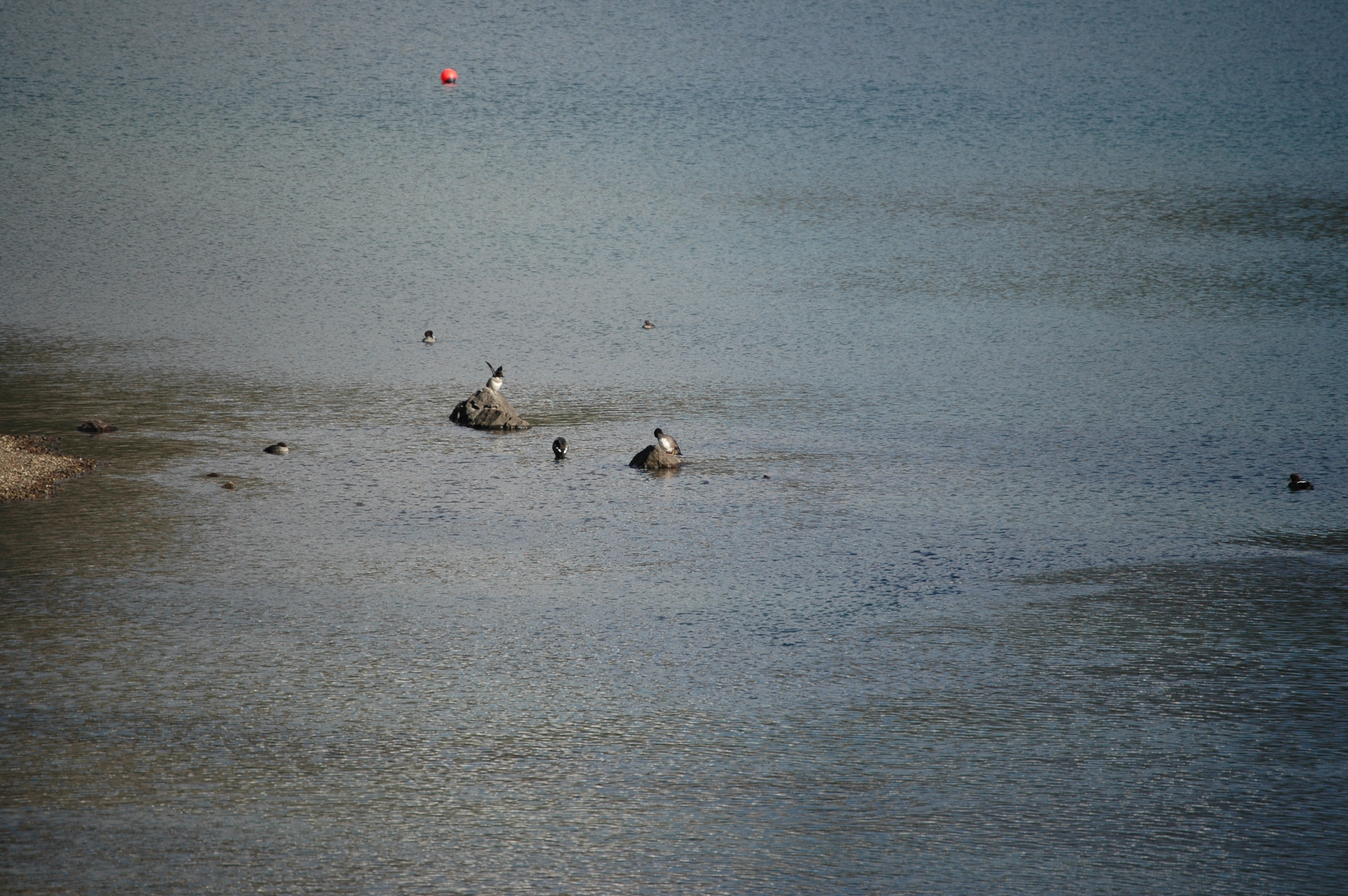 photos/wildlife/Bird_Species/029-Swans-Geese-Typical_ducks/0579-Common_Goldeneye/20070926-Canada-02.jpg