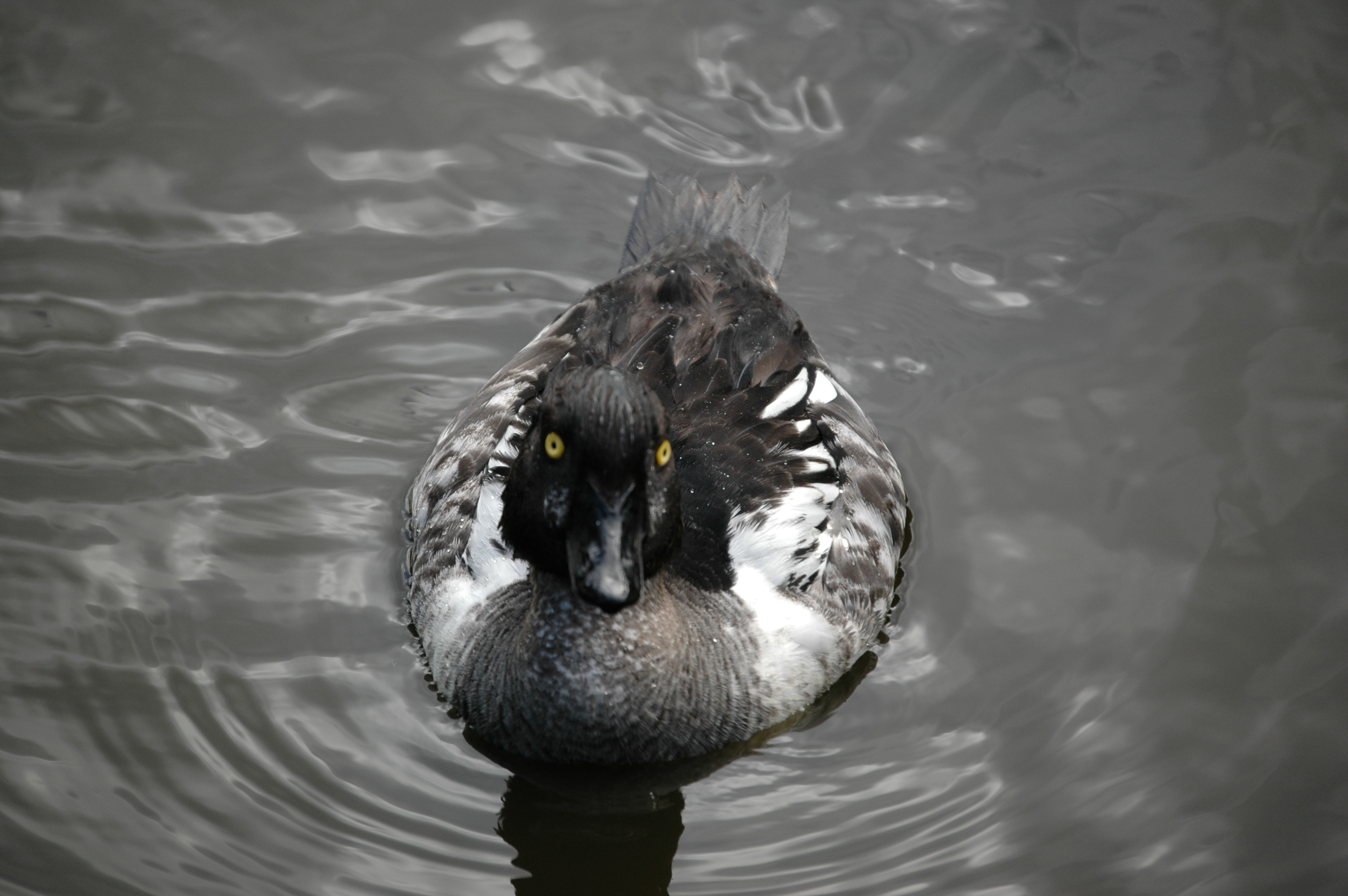 photos/wildlife/Bird_Species/029-Swans-Geese-Typical_ducks/0579-Common_Goldeneye/DSC_00201.JPG