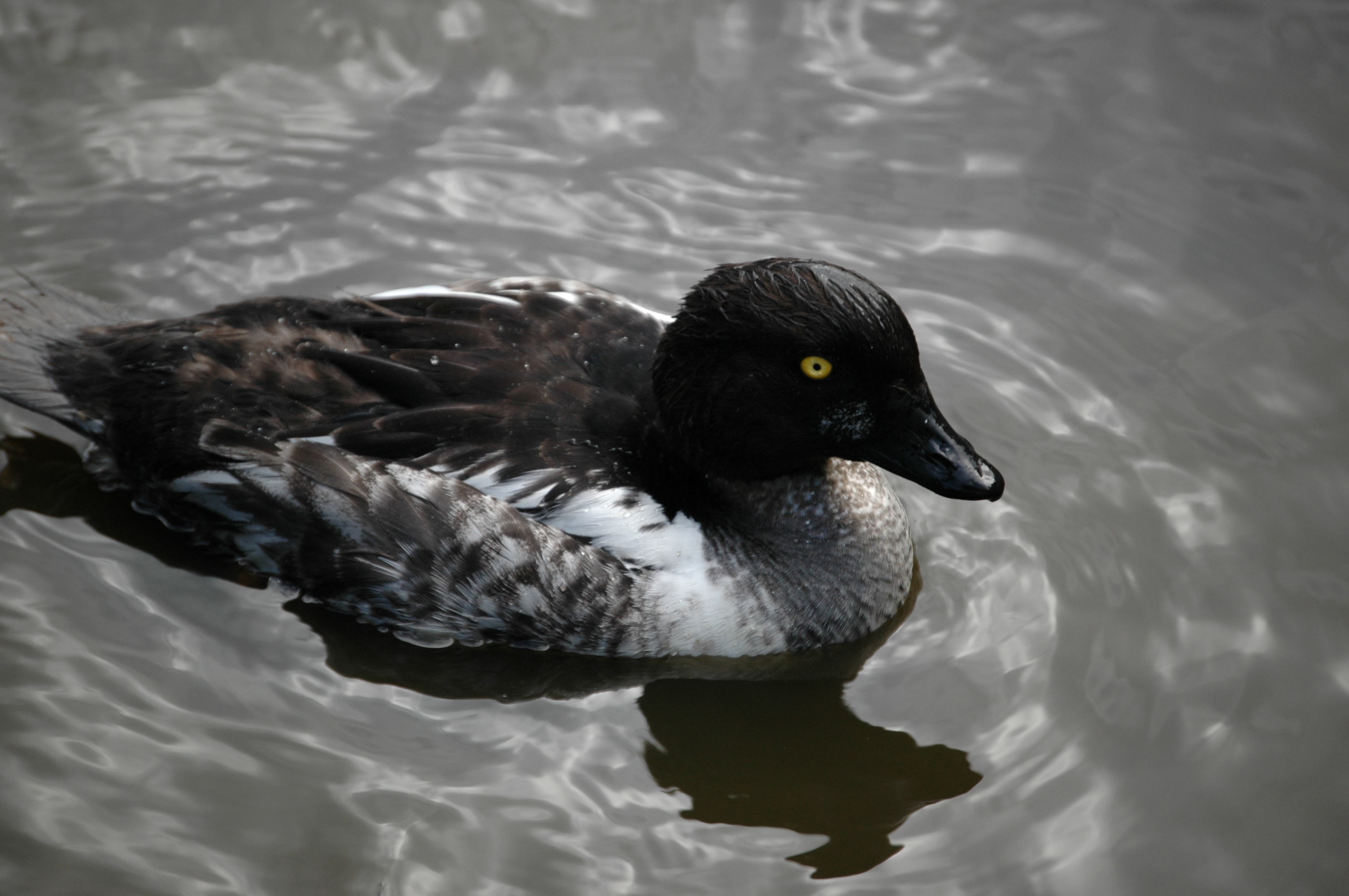 photos/wildlife/Bird_Species/029-Swans-Geese-Typical_ducks/0579-Common_Goldeneye/DSC_00211.JPG