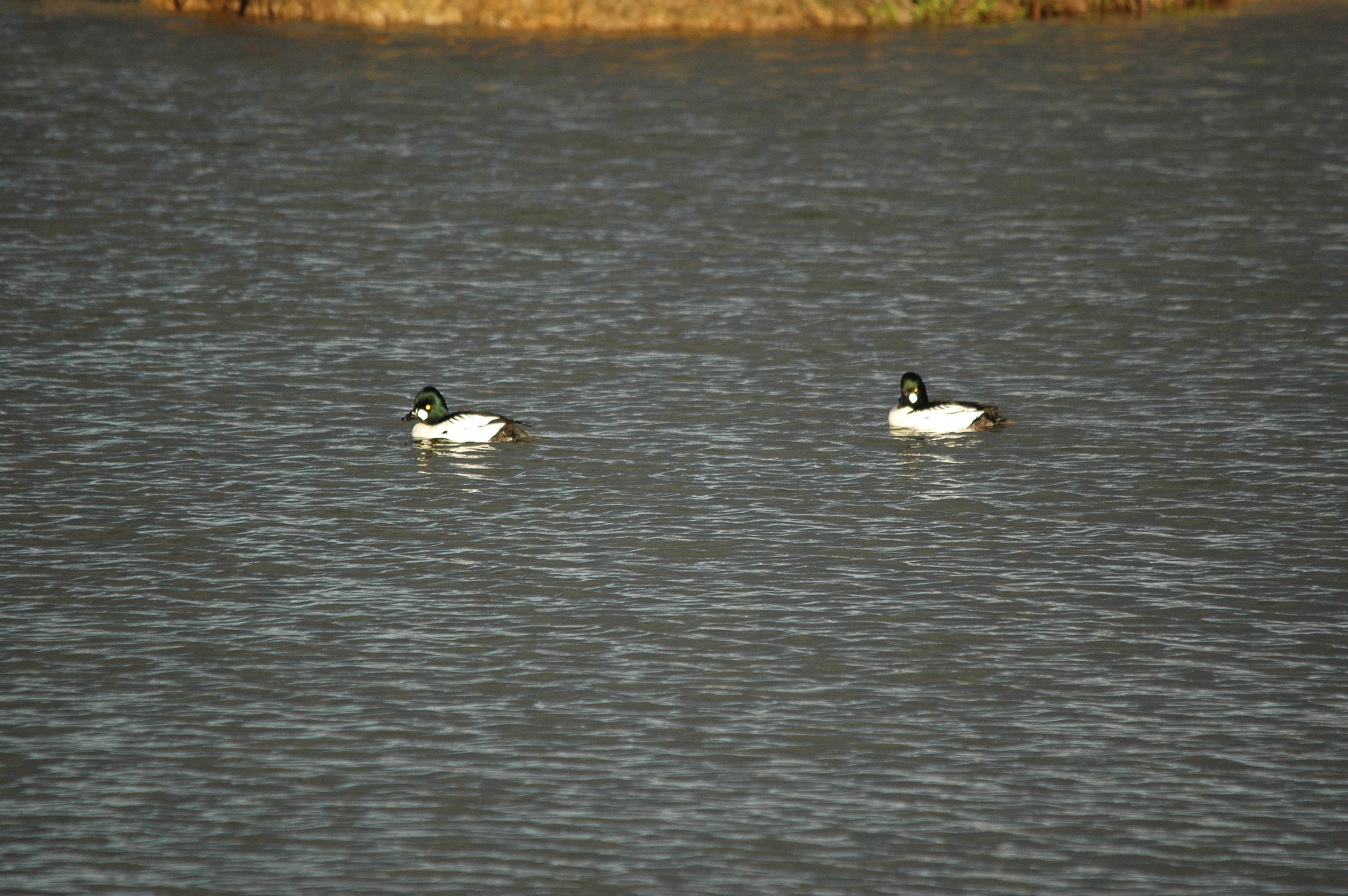 photos/wildlife/Bird_Species/029-Swans-Geese-Typical_ducks/0579-Common_Goldeneye/DSC_4706.JPG