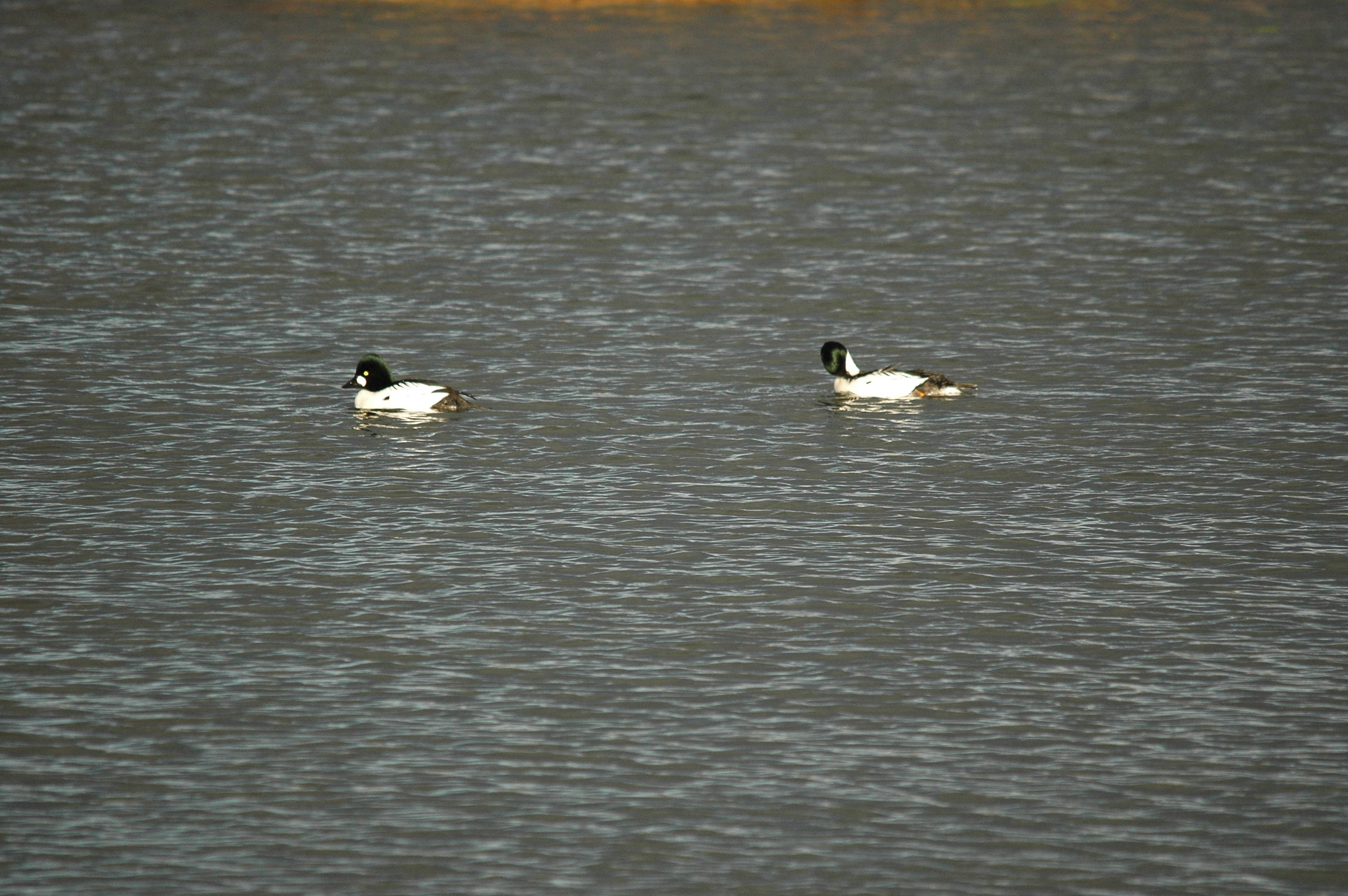 photos/wildlife/Bird_Species/029-Swans-Geese-Typical_ducks/0579-Common_Goldeneye/DSC_4707.JPG