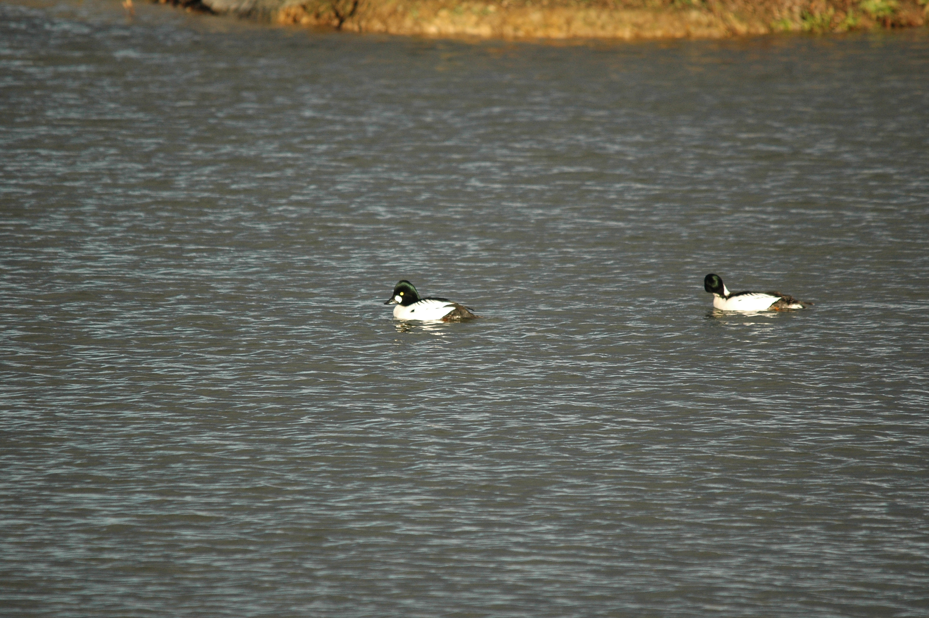 photos/wildlife/Bird_Species/029-Swans-Geese-Typical_ducks/0579-Common_Goldeneye/DSC_4708.JPG