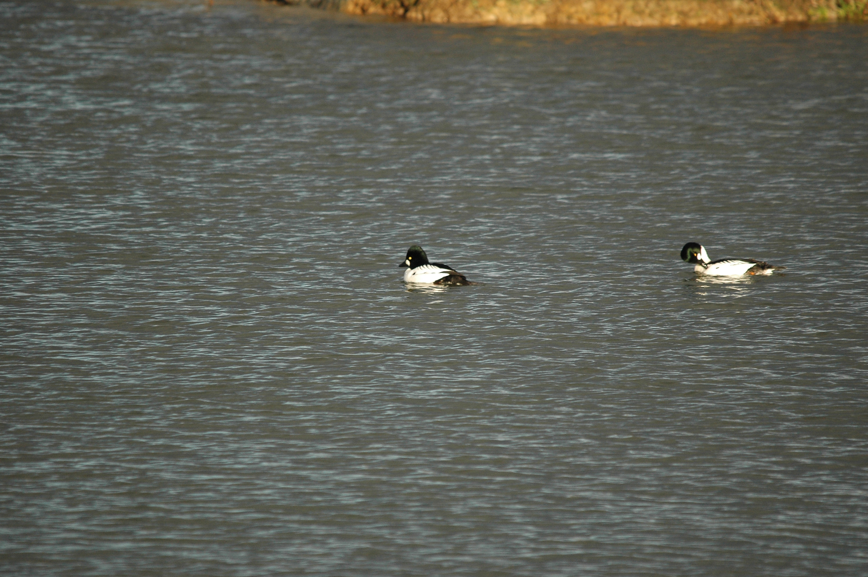 photos/wildlife/Bird_Species/029-Swans-Geese-Typical_ducks/0579-Common_Goldeneye/DSC_4709.JPG