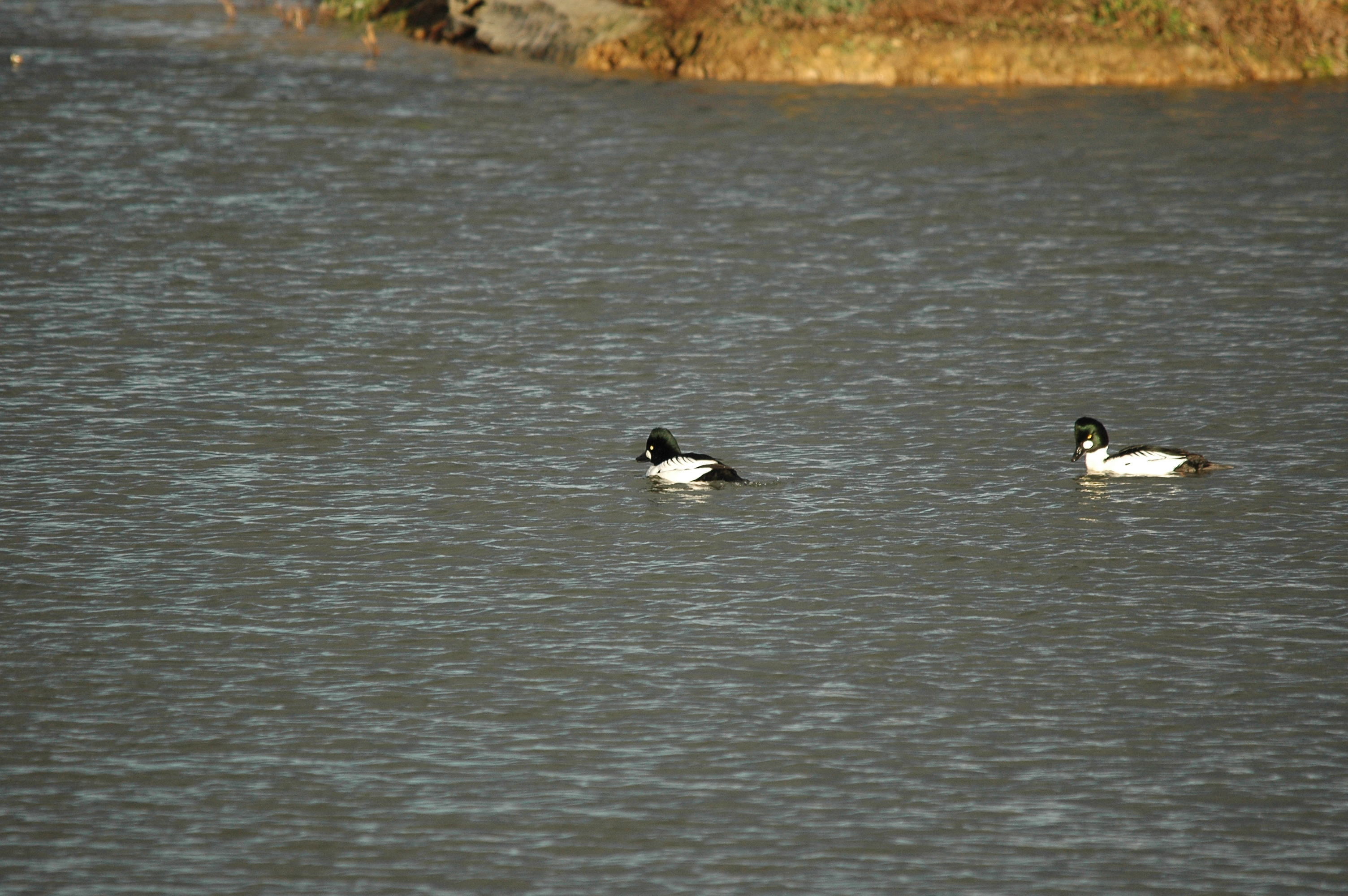 photos/wildlife/Bird_Species/029-Swans-Geese-Typical_ducks/0579-Common_Goldeneye/DSC_4710.JPG