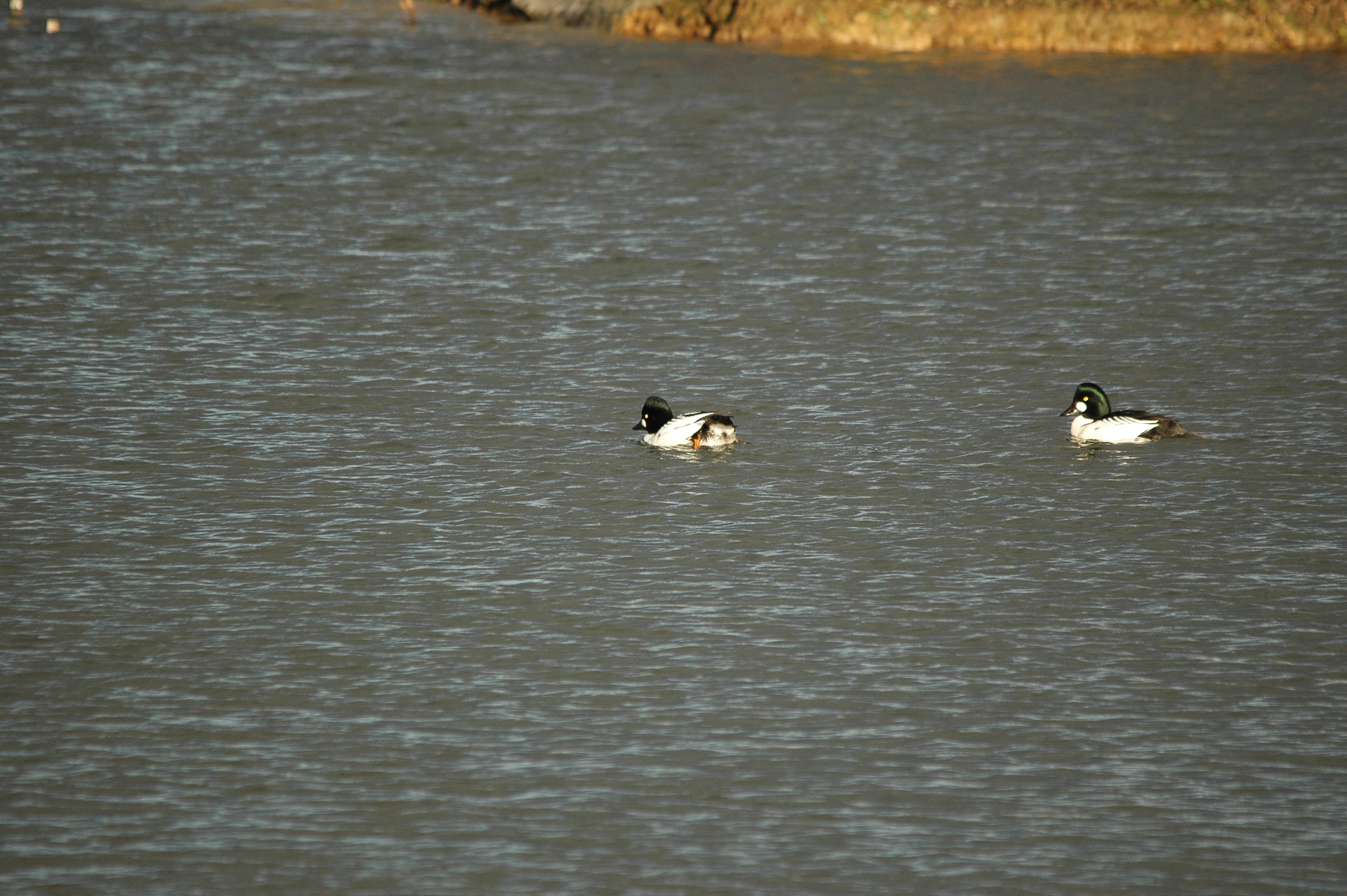 photos/wildlife/Bird_Species/029-Swans-Geese-Typical_ducks/0579-Common_Goldeneye/DSC_4711.JPG