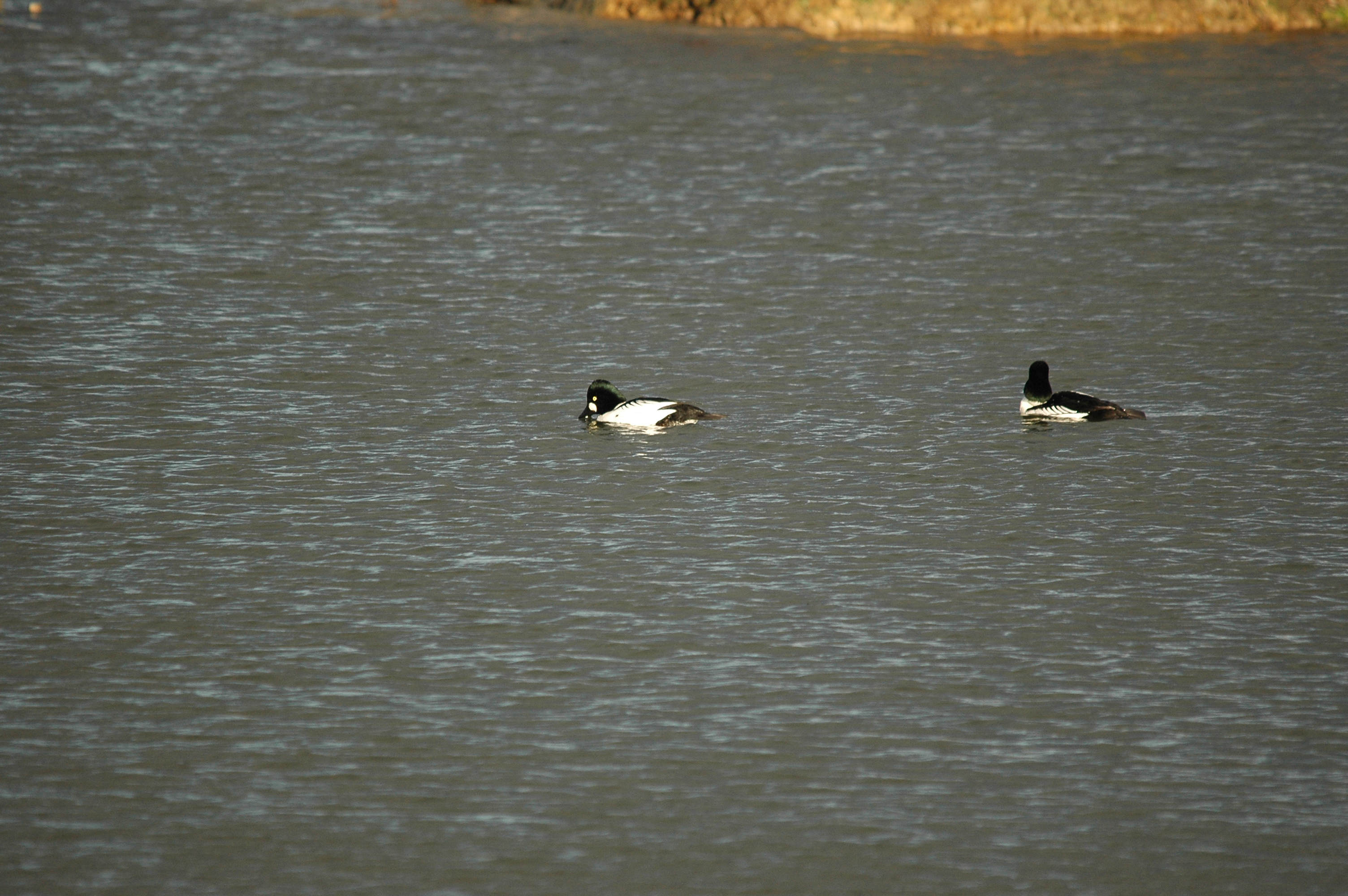 photos/wildlife/Bird_Species/029-Swans-Geese-Typical_ducks/0579-Common_Goldeneye/DSC_4712.JPG