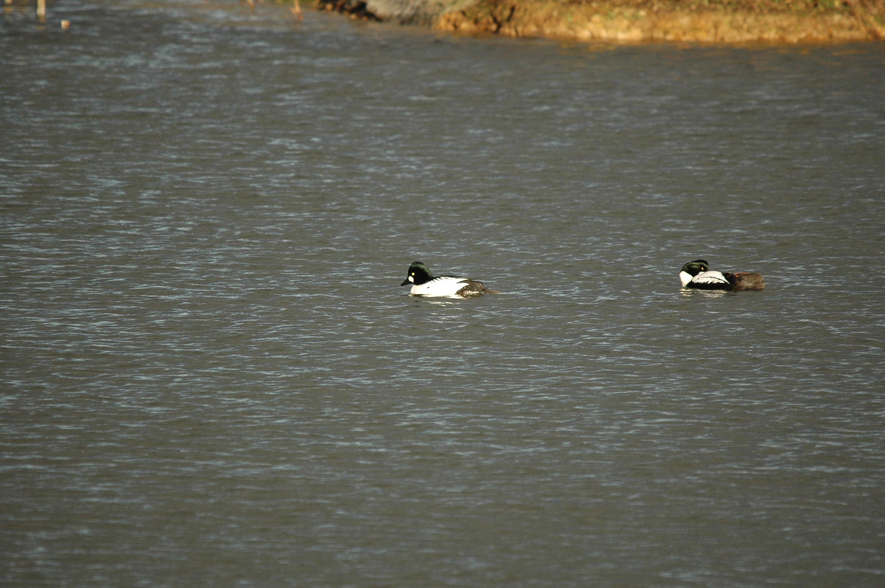 photos/wildlife/Bird_Species/029-Swans-Geese-Typical_ducks/0579-Common_Goldeneye/DSC_4713.JPG