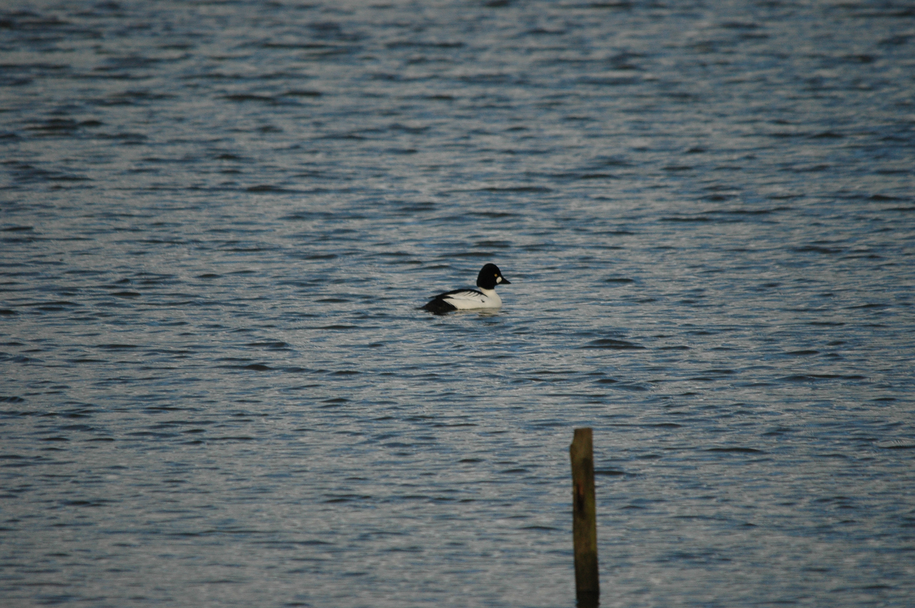 photos/wildlife/Bird_Species/029-Swans-Geese-Typical_ducks/0579-Common_Goldeneye/DSC_4716.JPG