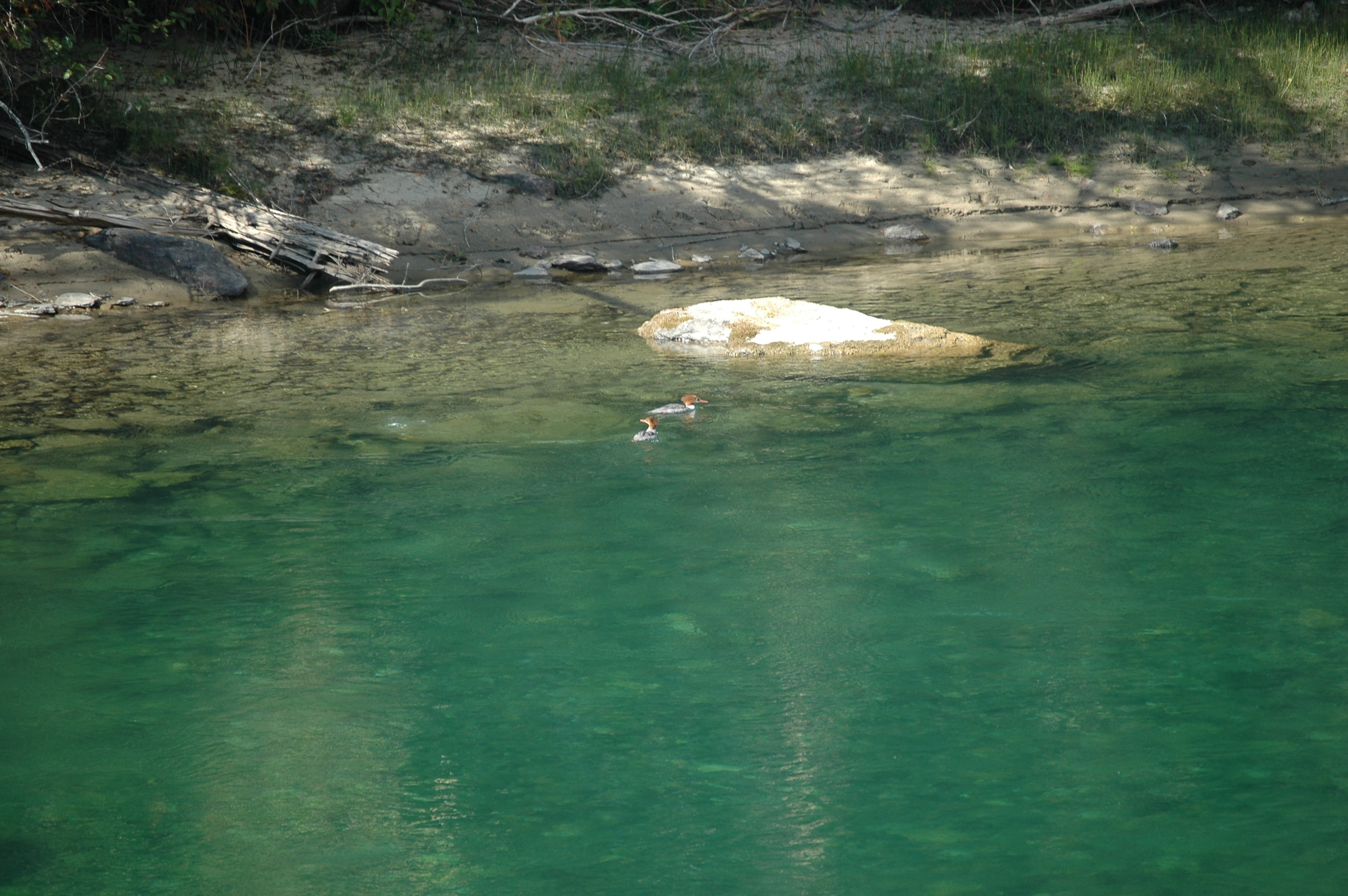 photos/wildlife/Bird_Species/029-Swans-Geese-Typical_ducks/0585-Common_Merganser_(Goosander)/20070911-Canada-02.jpg
