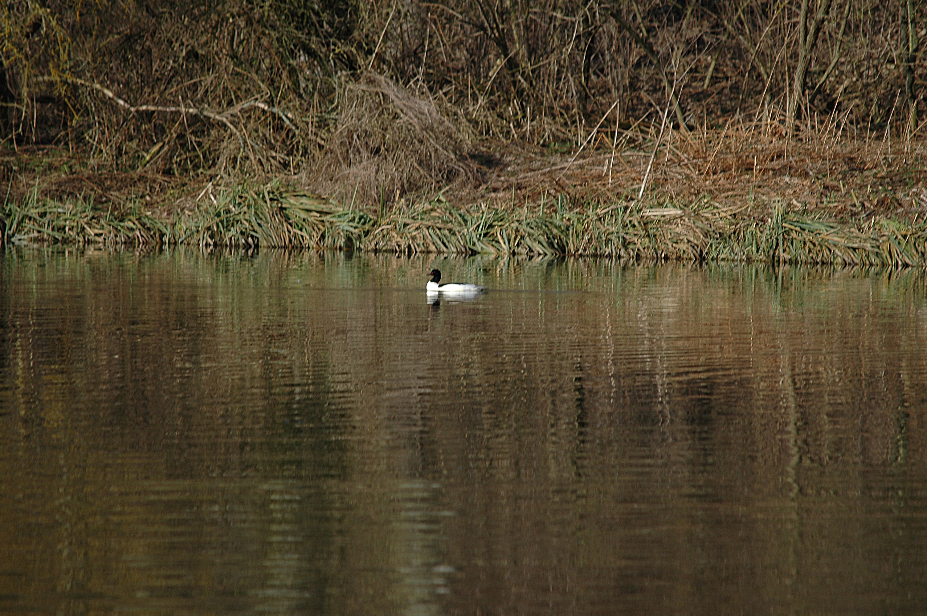 photos/wildlife/Bird_Species/029-Swans-Geese-Typical_ducks/0585-Common_Merganser_(Goosander)/DSC_4895.JPG