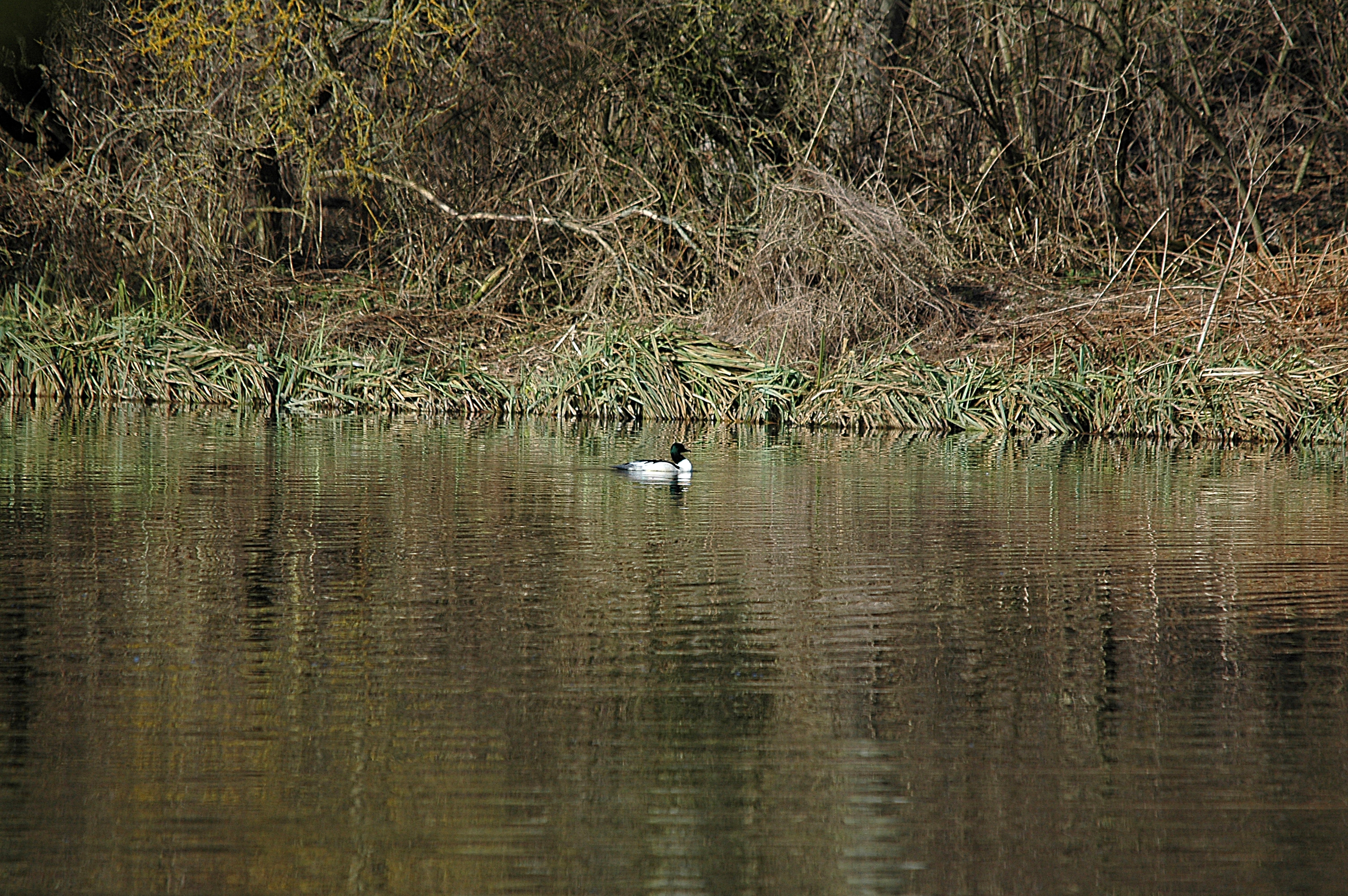 photos/wildlife/Bird_Species/029-Swans-Geese-Typical_ducks/0585-Common_Merganser_(Goosander)/DSC_4896.JPG