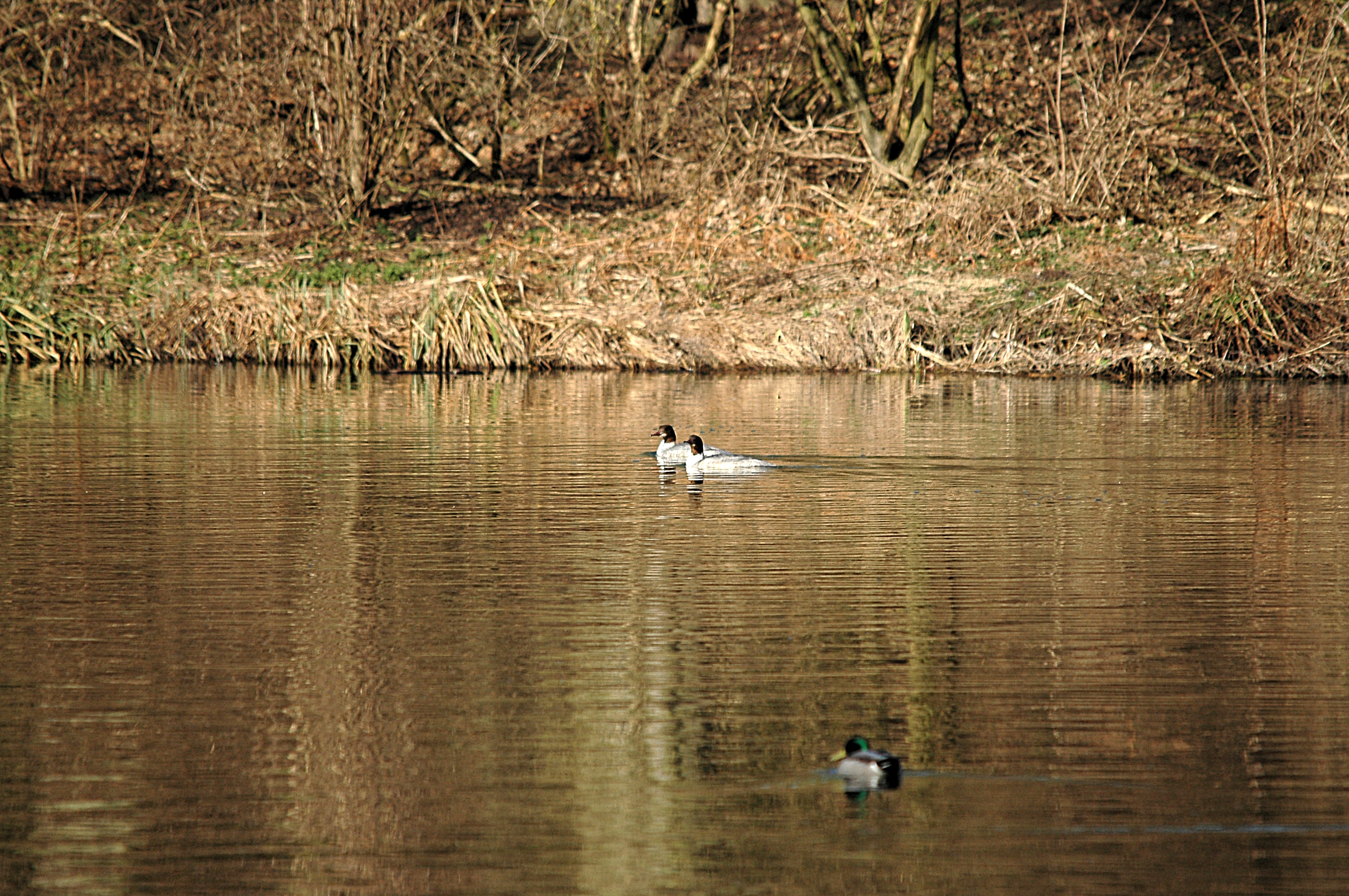 photos/wildlife/Bird_Species/029-Swans-Geese-Typical_ducks/0585-Common_Merganser_(Goosander)/DSC_4901.JPG