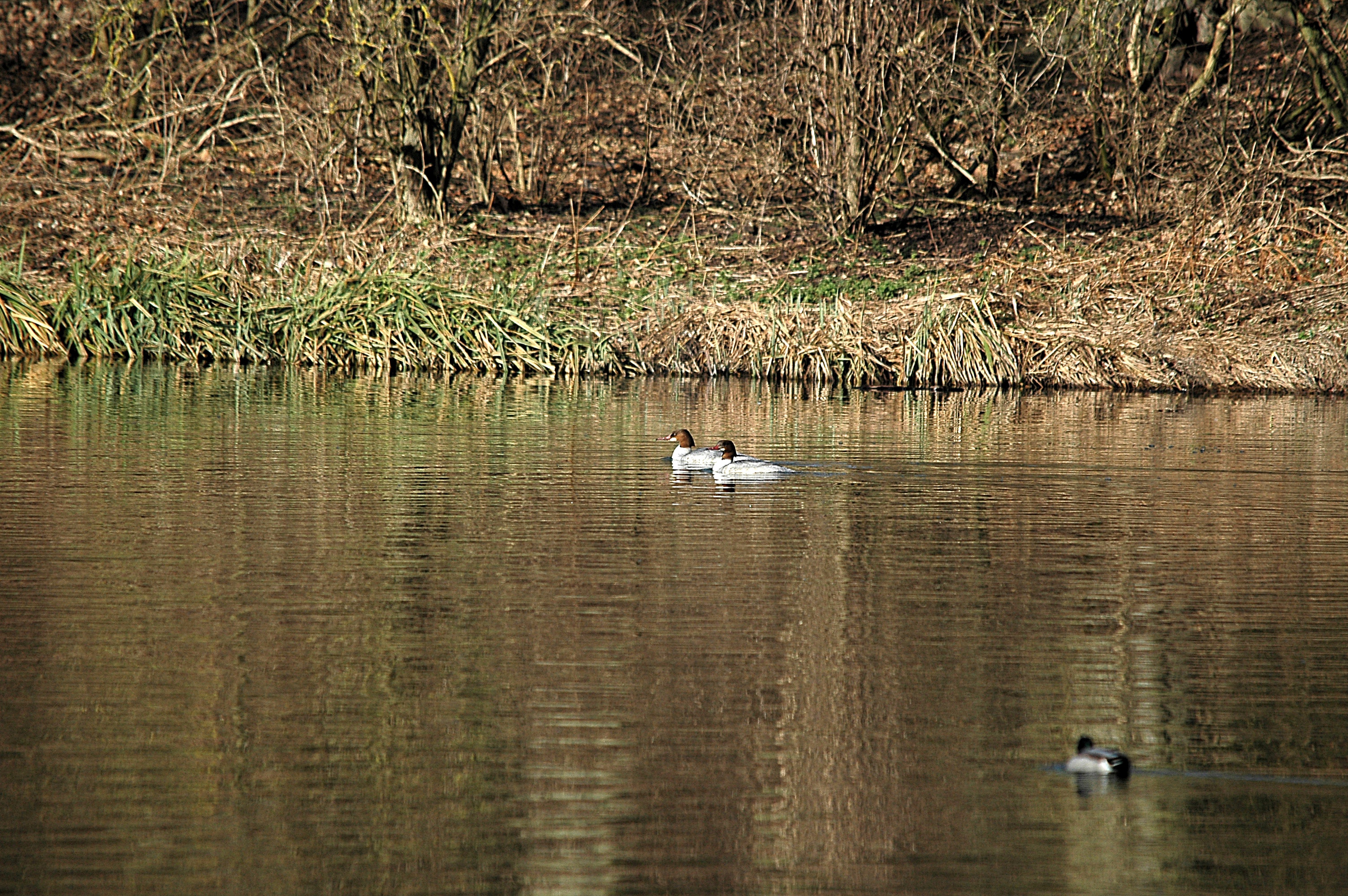photos/wildlife/Bird_Species/029-Swans-Geese-Typical_ducks/0585-Common_Merganser_(Goosander)/DSC_4904.JPG