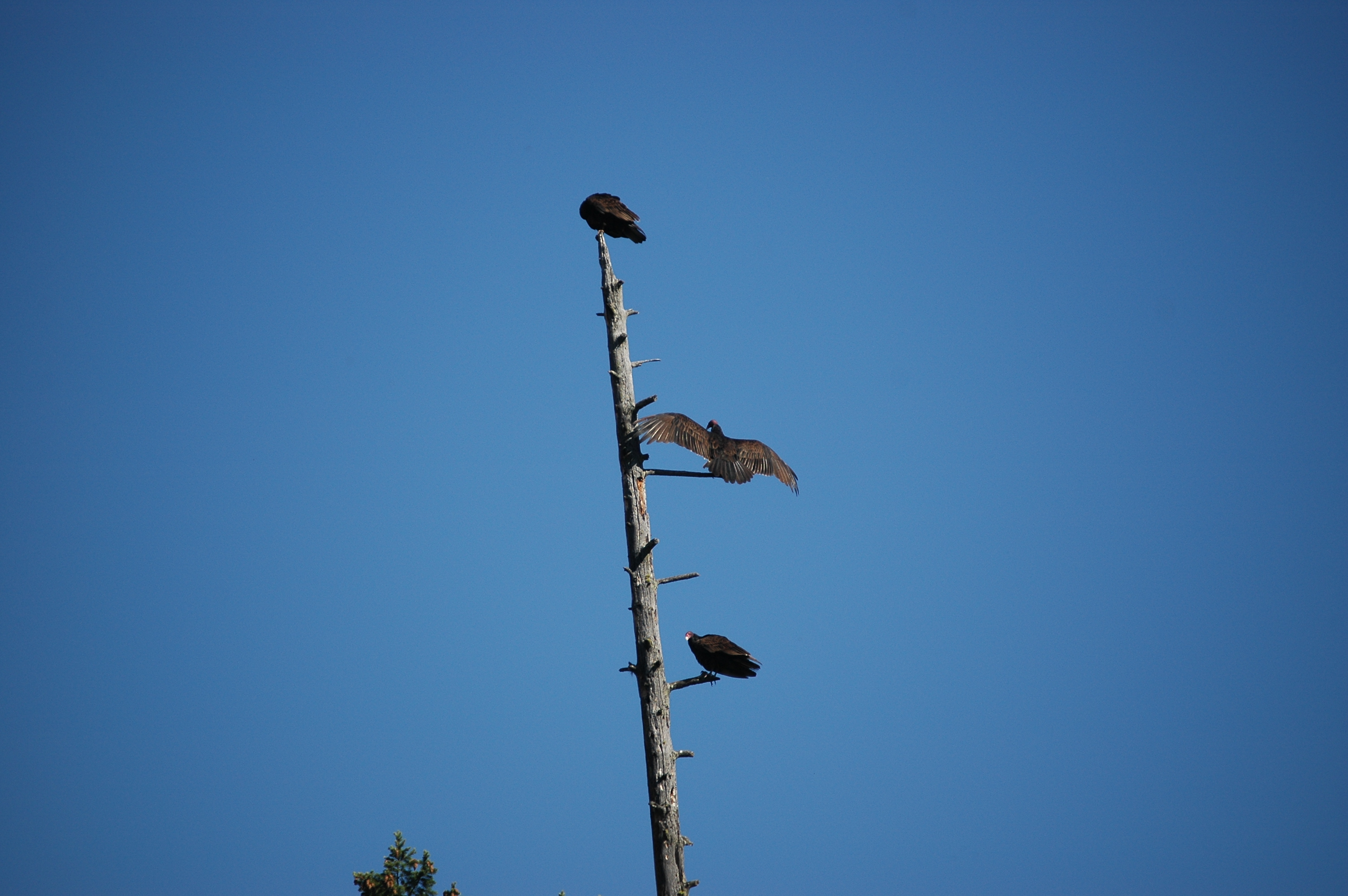 photos/wildlife/Bird_Species/030-New_World_Vultures/0587-Turkey_Vulture/20070911-Canada-01.jpg