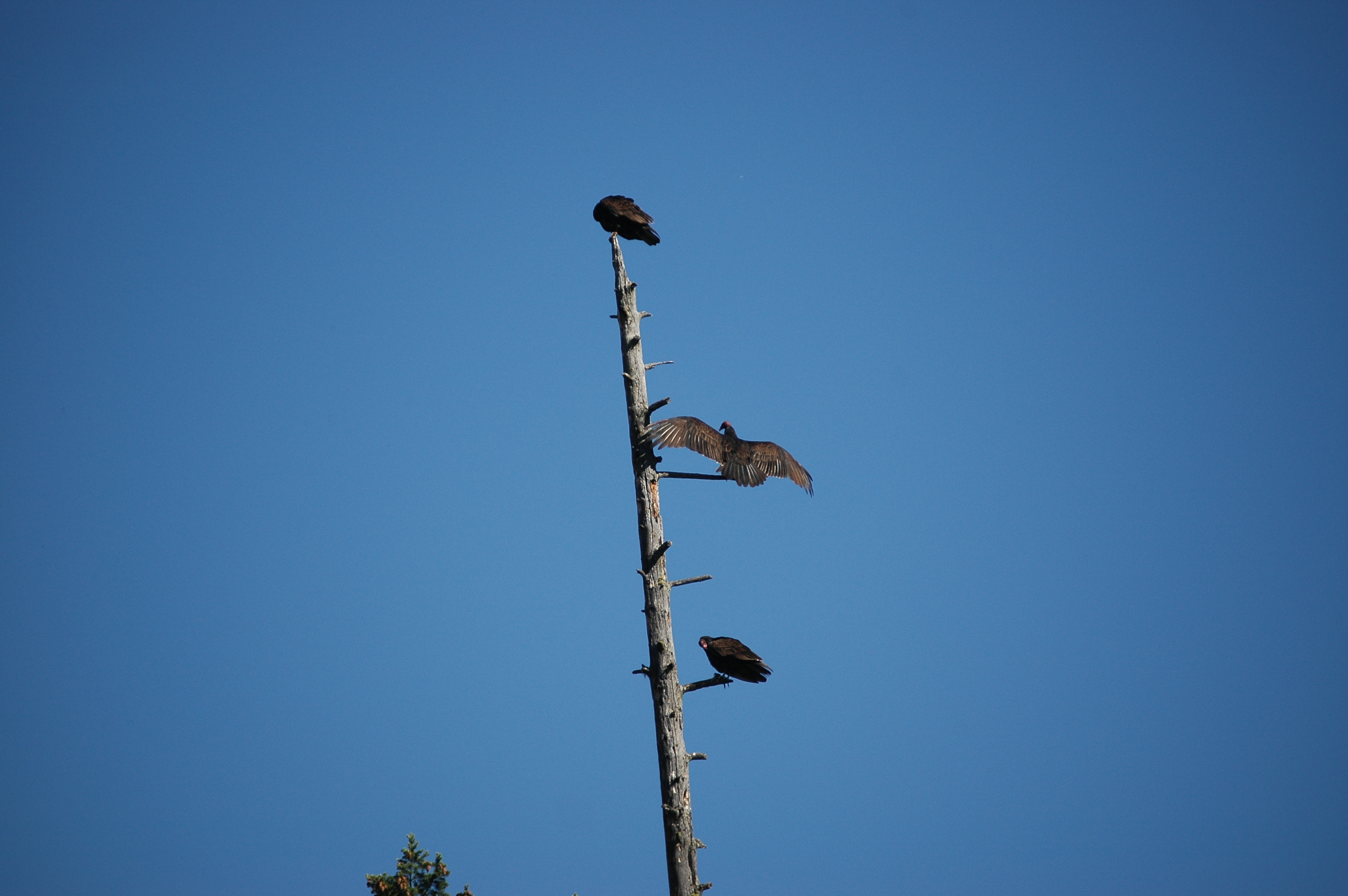 photos/wildlife/Bird_Species/030-New_World_Vultures/0587-Turkey_Vulture/20070911-Canada-02.jpg