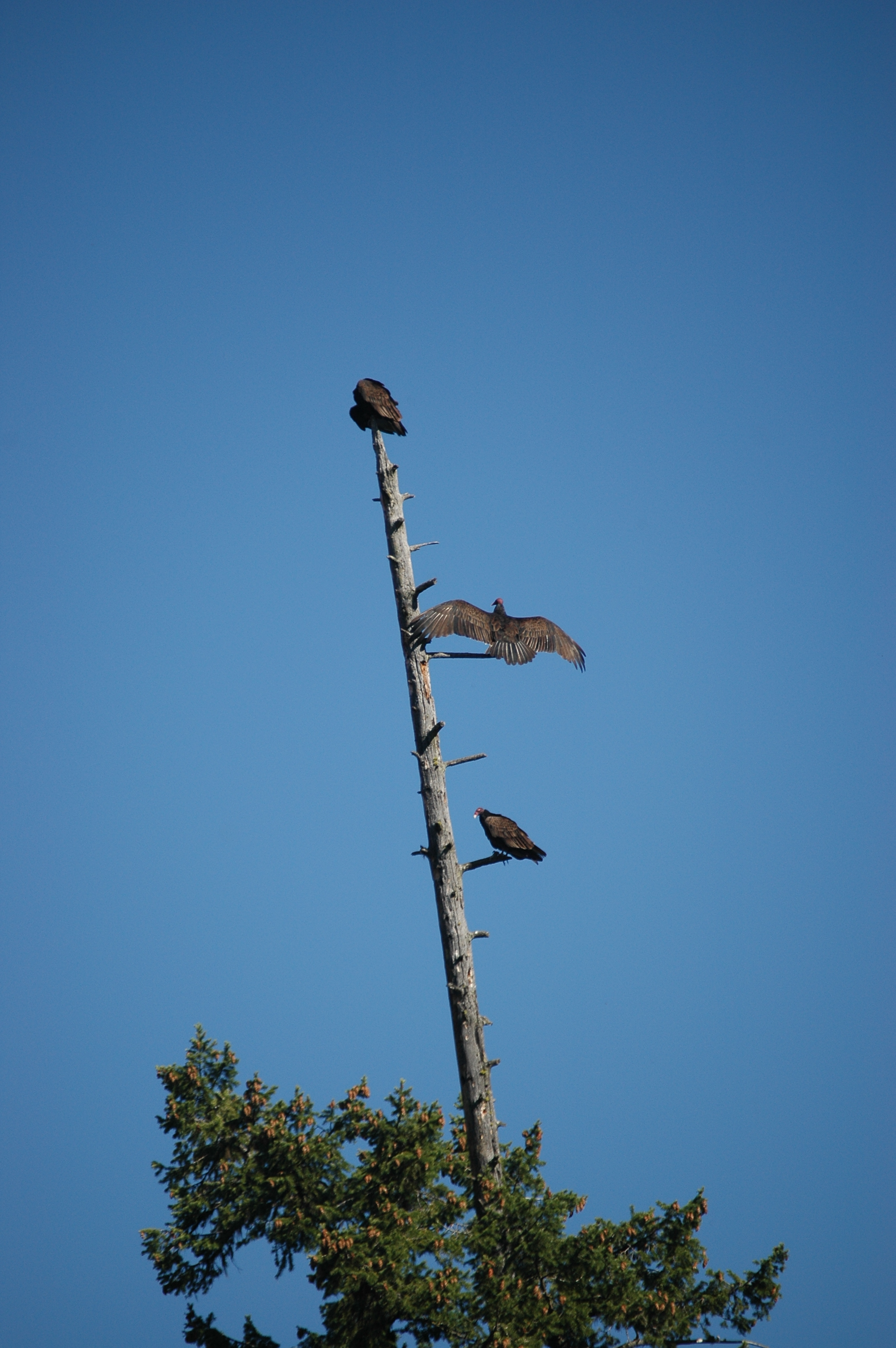 photos/wildlife/Bird_Species/030-New_World_Vultures/0587-Turkey_Vulture/20070911-Canada-03.jpg