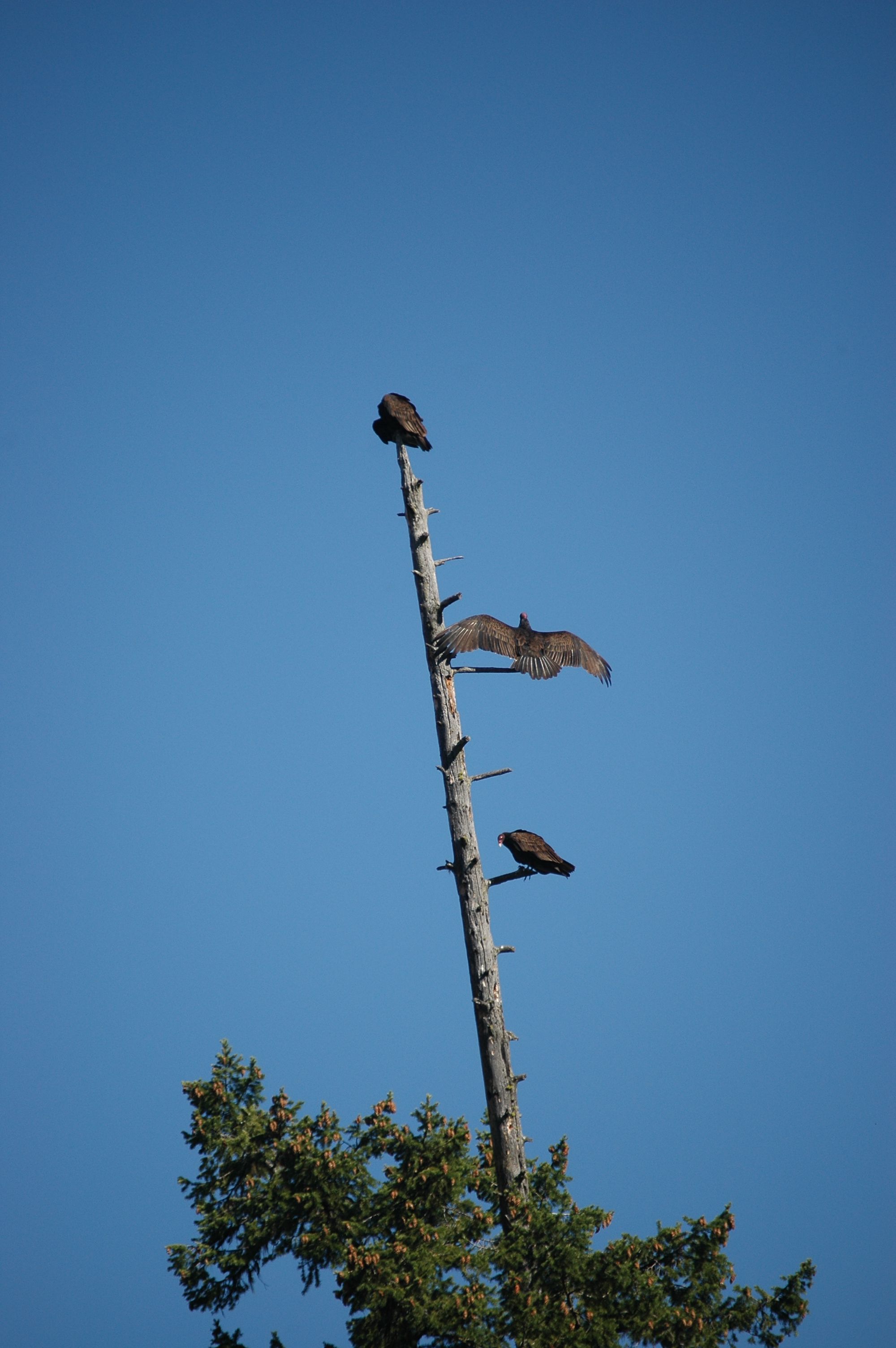 photos/wildlife/Bird_Species/030-New_World_Vultures/0587-Turkey_Vulture/20070911-Canada-04.jpg