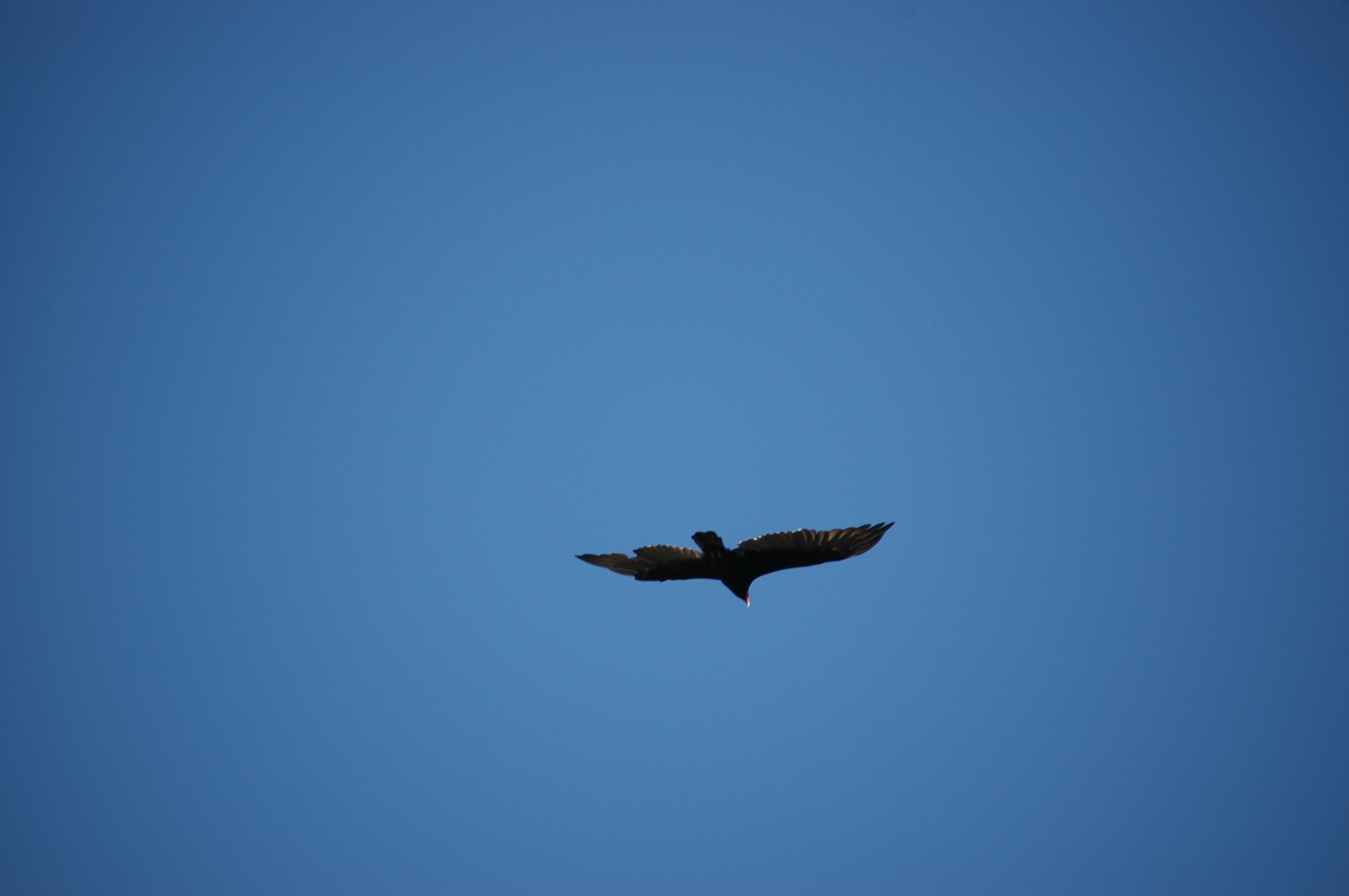 photos/wildlife/Bird_Species/030-New_World_Vultures/0587-Turkey_Vulture/20070911-Canada-05.jpg