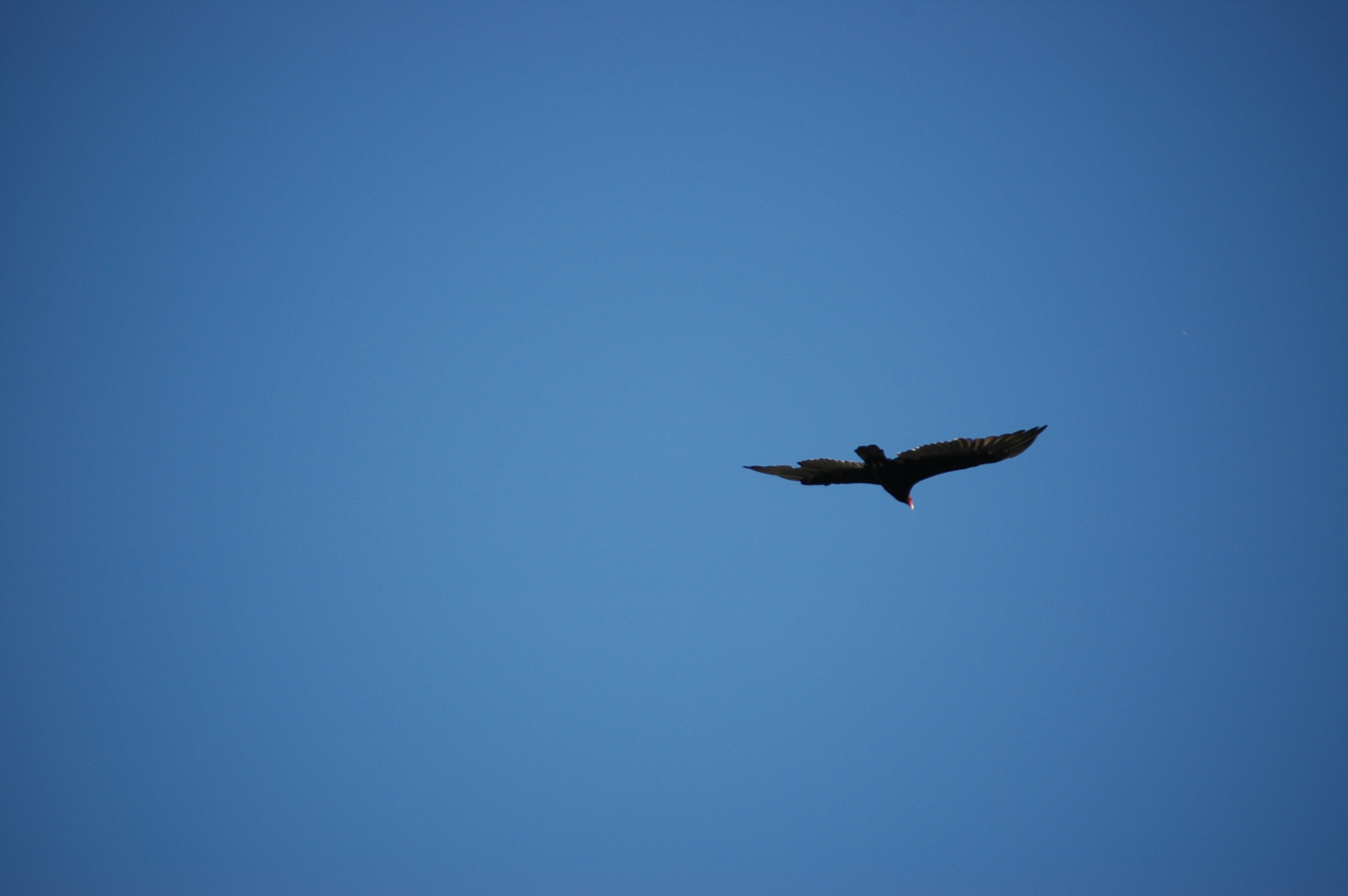 photos/wildlife/Bird_Species/030-New_World_Vultures/0587-Turkey_Vulture/20070911-Canada-06.jpg