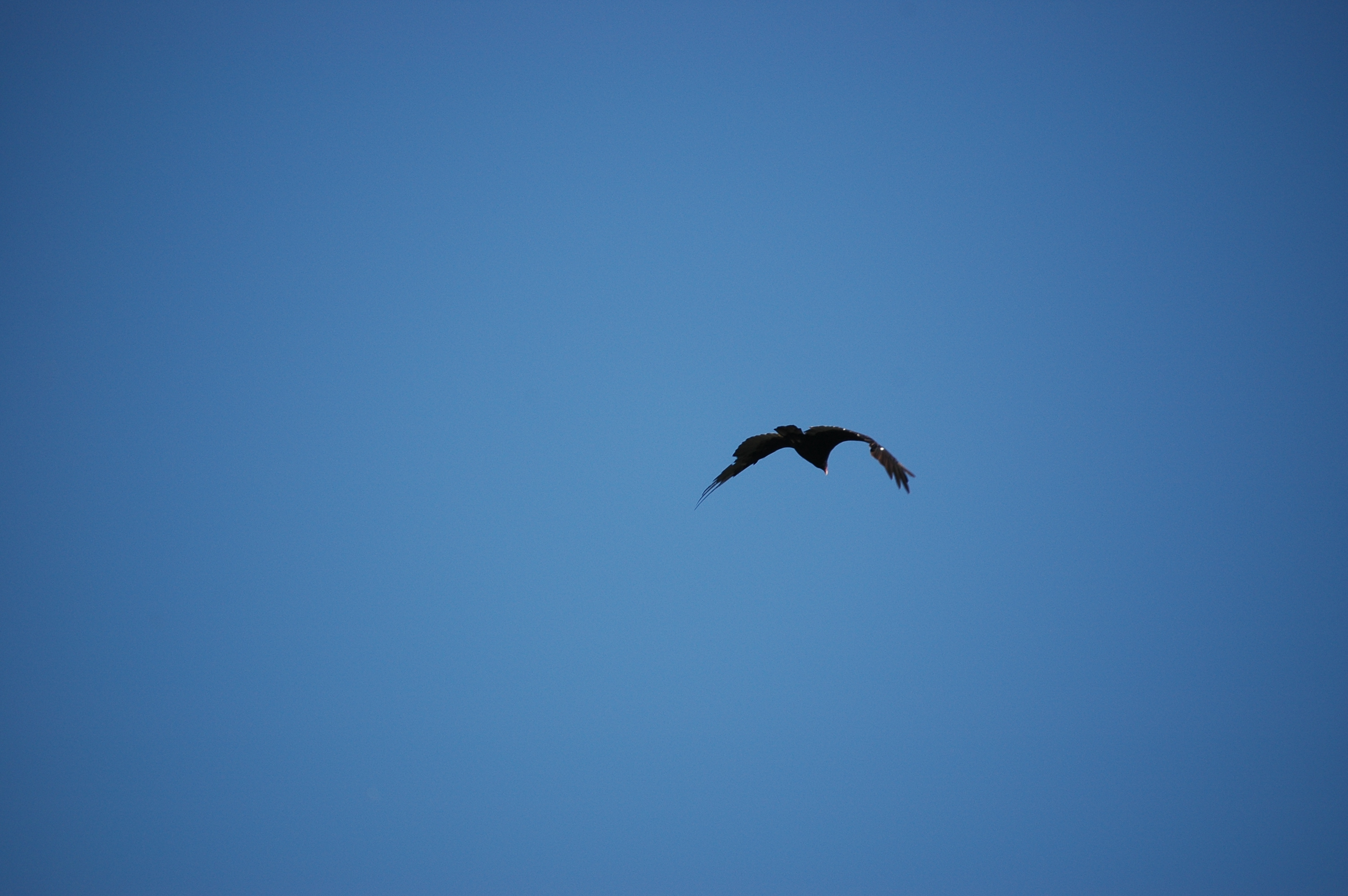 photos/wildlife/Bird_Species/030-New_World_Vultures/0587-Turkey_Vulture/20070911-Canada-07.jpg