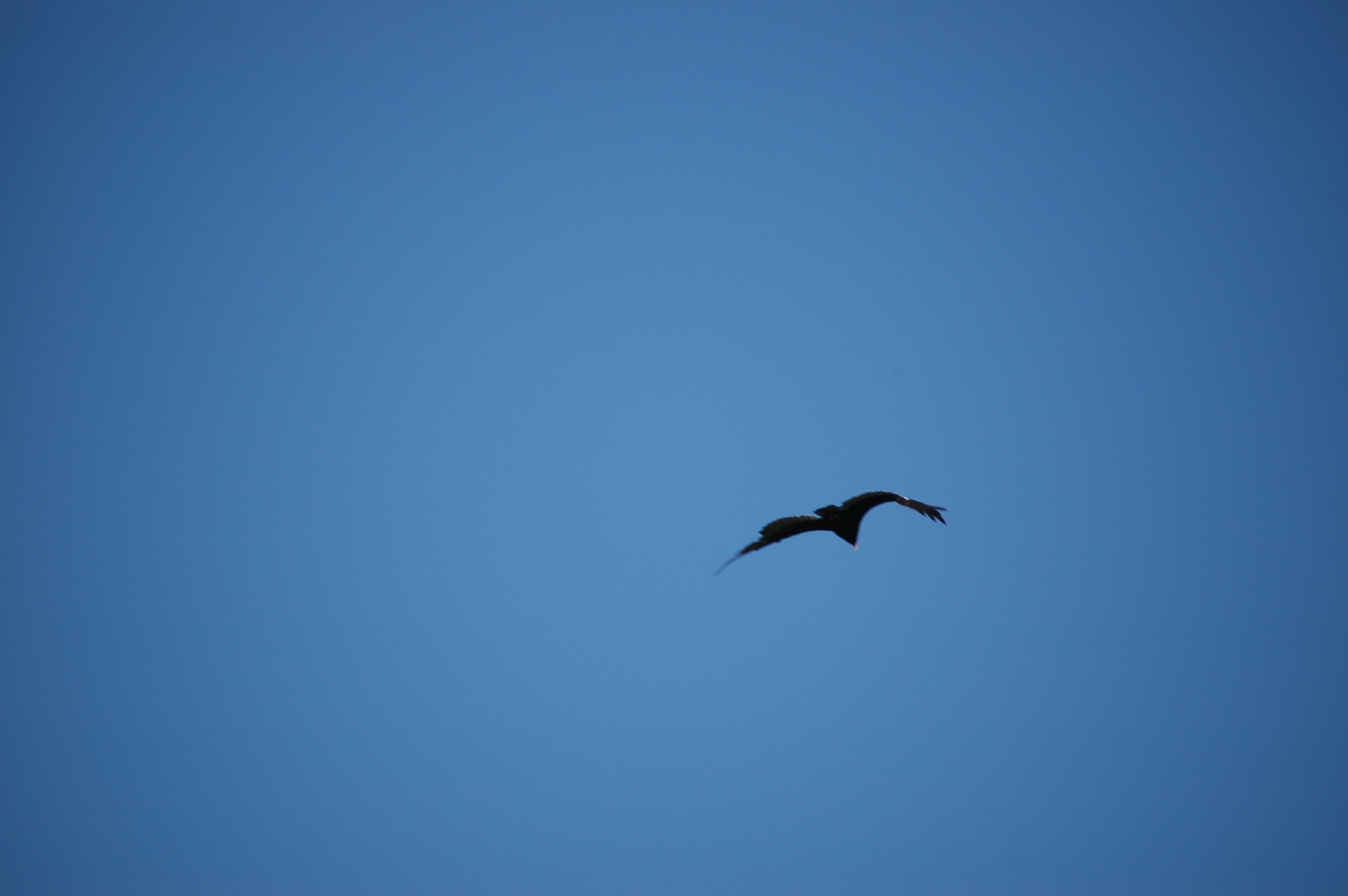 photos/wildlife/Bird_Species/030-New_World_Vultures/0587-Turkey_Vulture/20070911-Canada-08.jpg