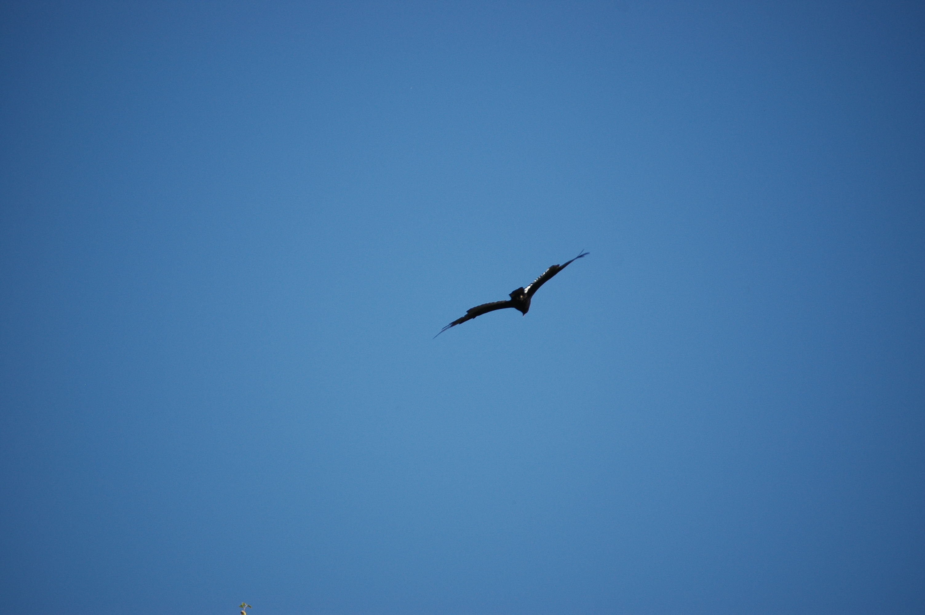 photos/wildlife/Bird_Species/030-New_World_Vultures/0587-Turkey_Vulture/20070911-Canada-09.jpg