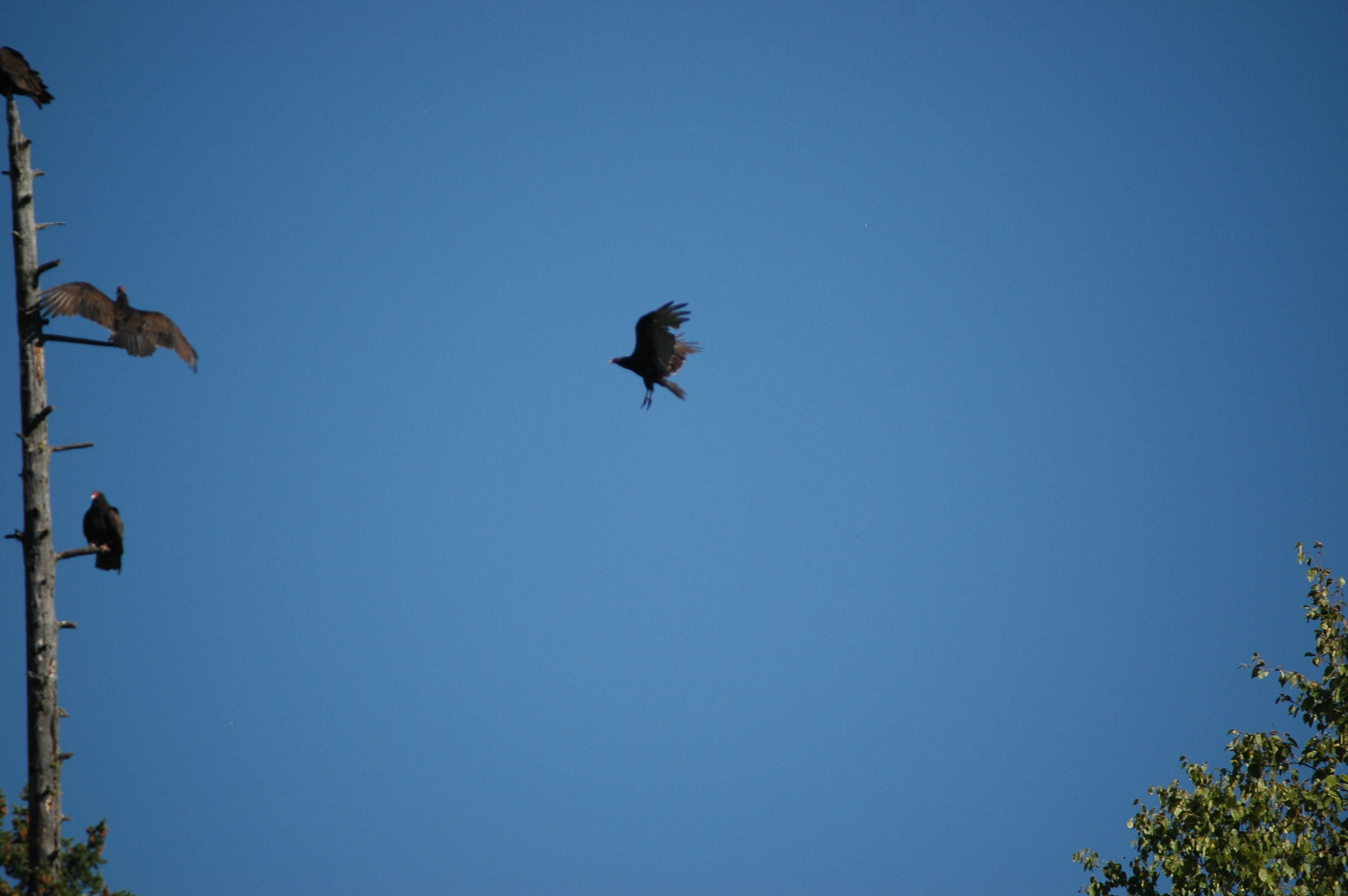photos/wildlife/Bird_Species/030-New_World_Vultures/0587-Turkey_Vulture/20070911-Canada-10.jpg