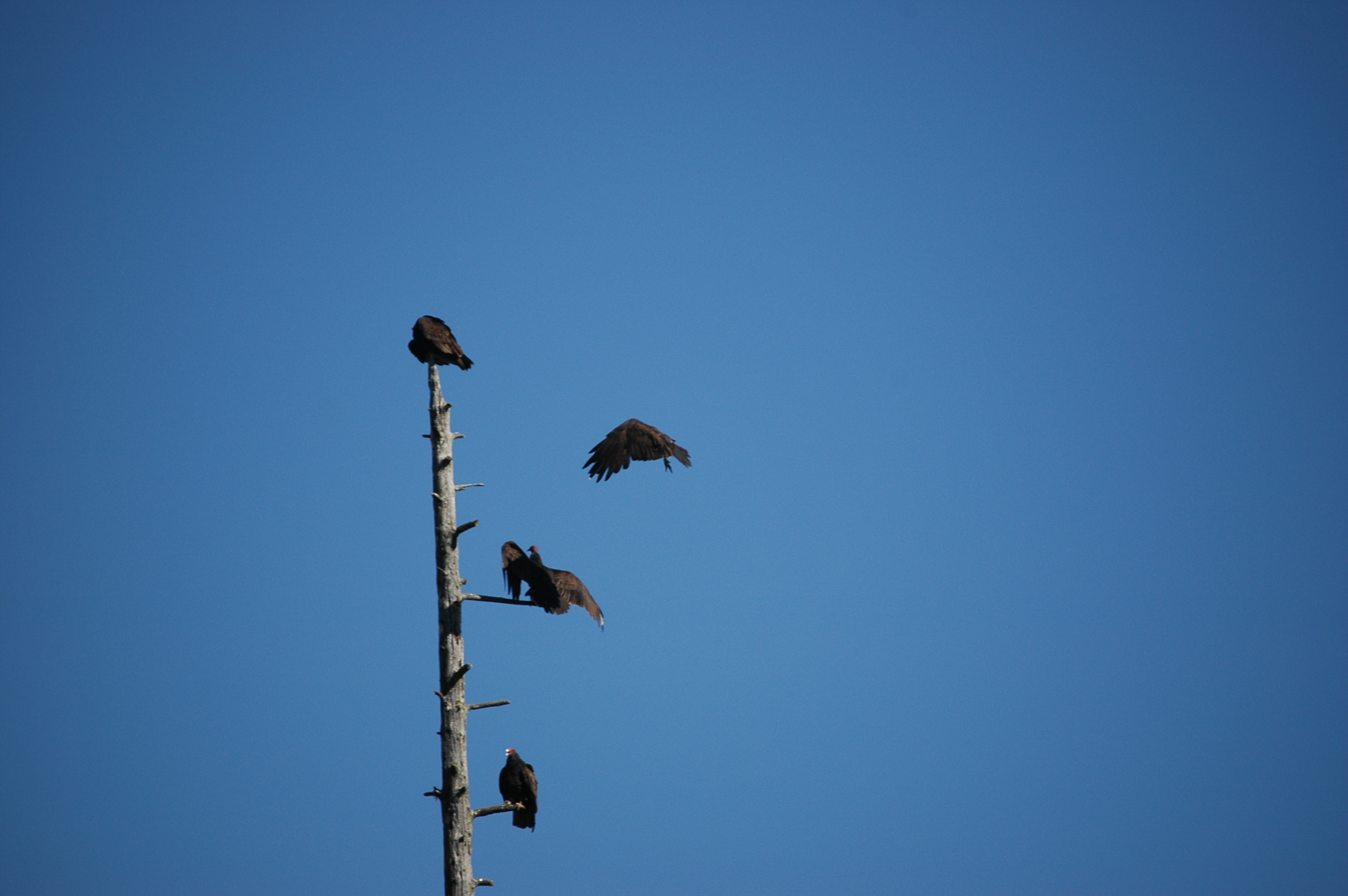 photos/wildlife/Bird_Species/030-New_World_Vultures/0587-Turkey_Vulture/20070911-Canada-12.jpg