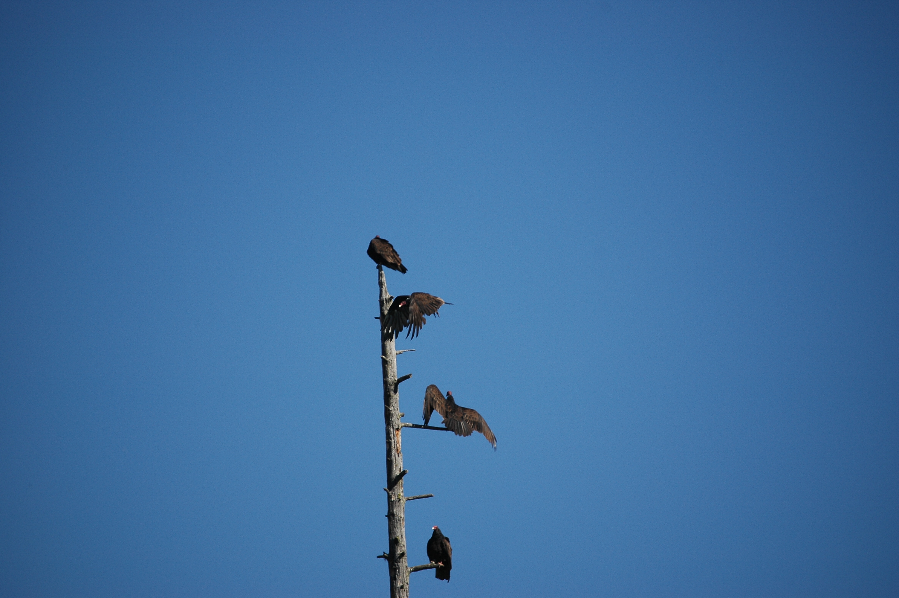 photos/wildlife/Bird_Species/030-New_World_Vultures/0587-Turkey_Vulture/20070911-Canada-13.jpg