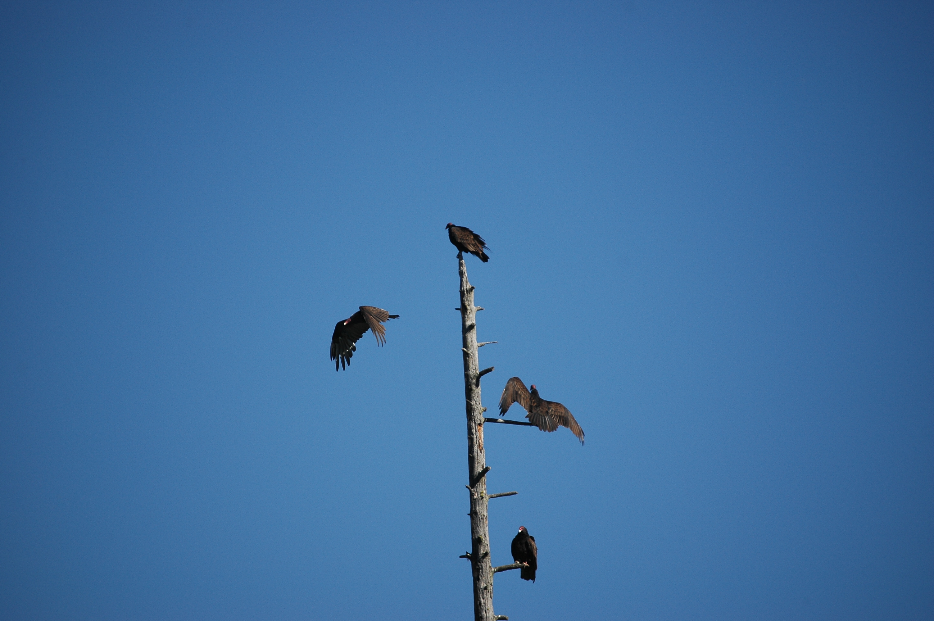 photos/wildlife/Bird_Species/030-New_World_Vultures/0587-Turkey_Vulture/20070911-Canada-14.jpg