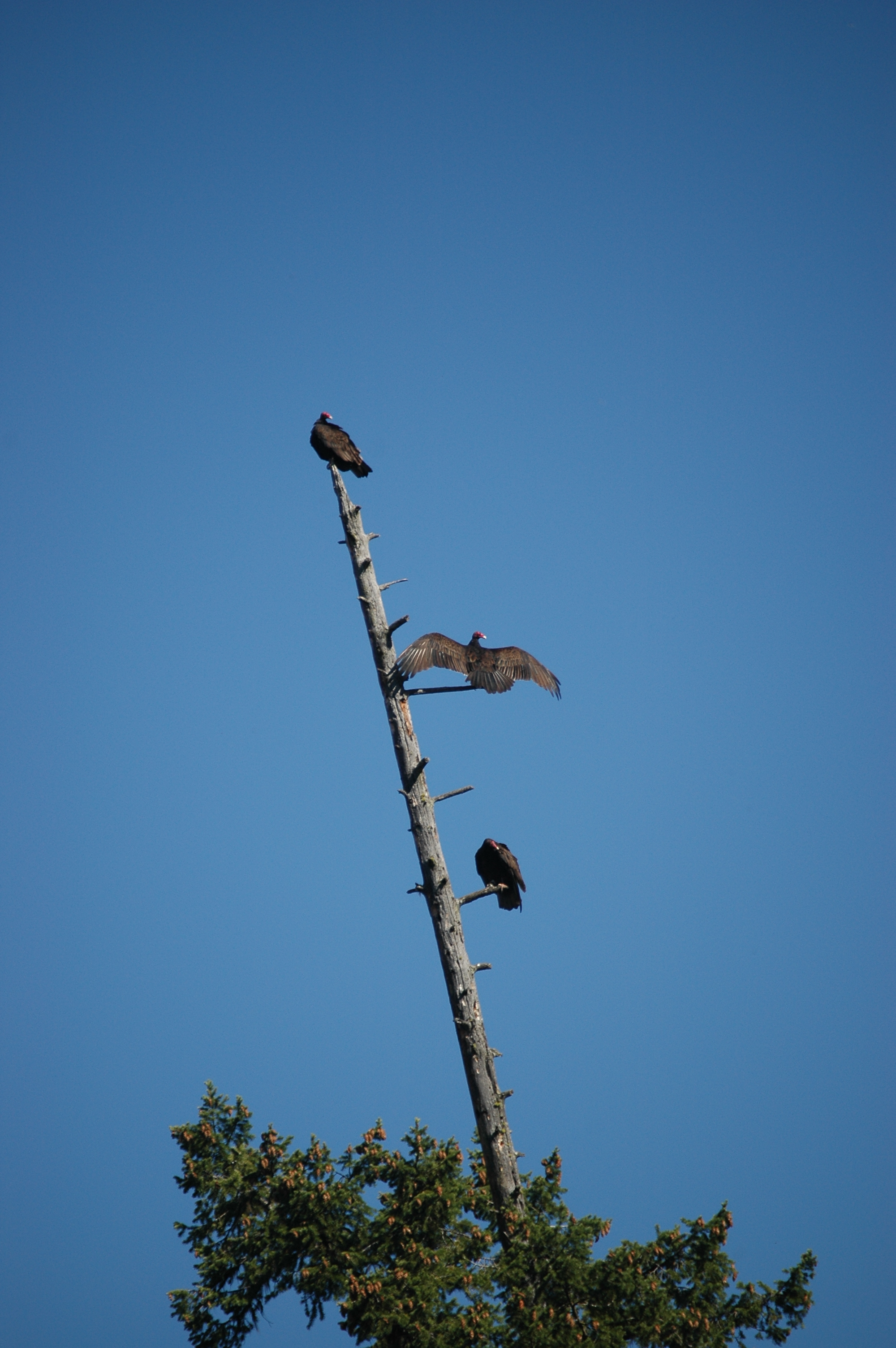 photos/wildlife/Bird_Species/030-New_World_Vultures/0587-Turkey_Vulture/20070911-Canada-15.jpg