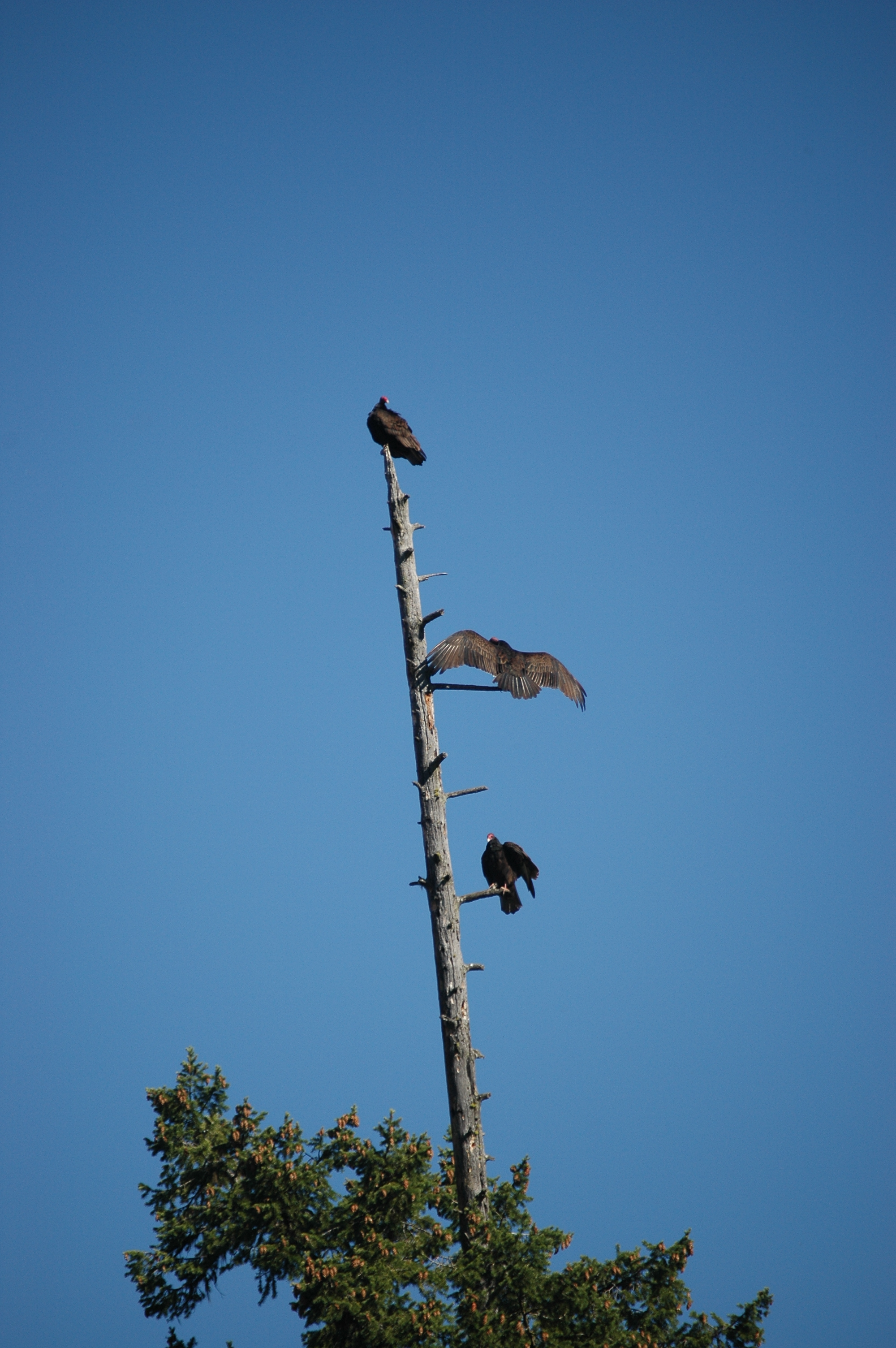 photos/wildlife/Bird_Species/030-New_World_Vultures/0587-Turkey_Vulture/20070911-Canada-16.jpg