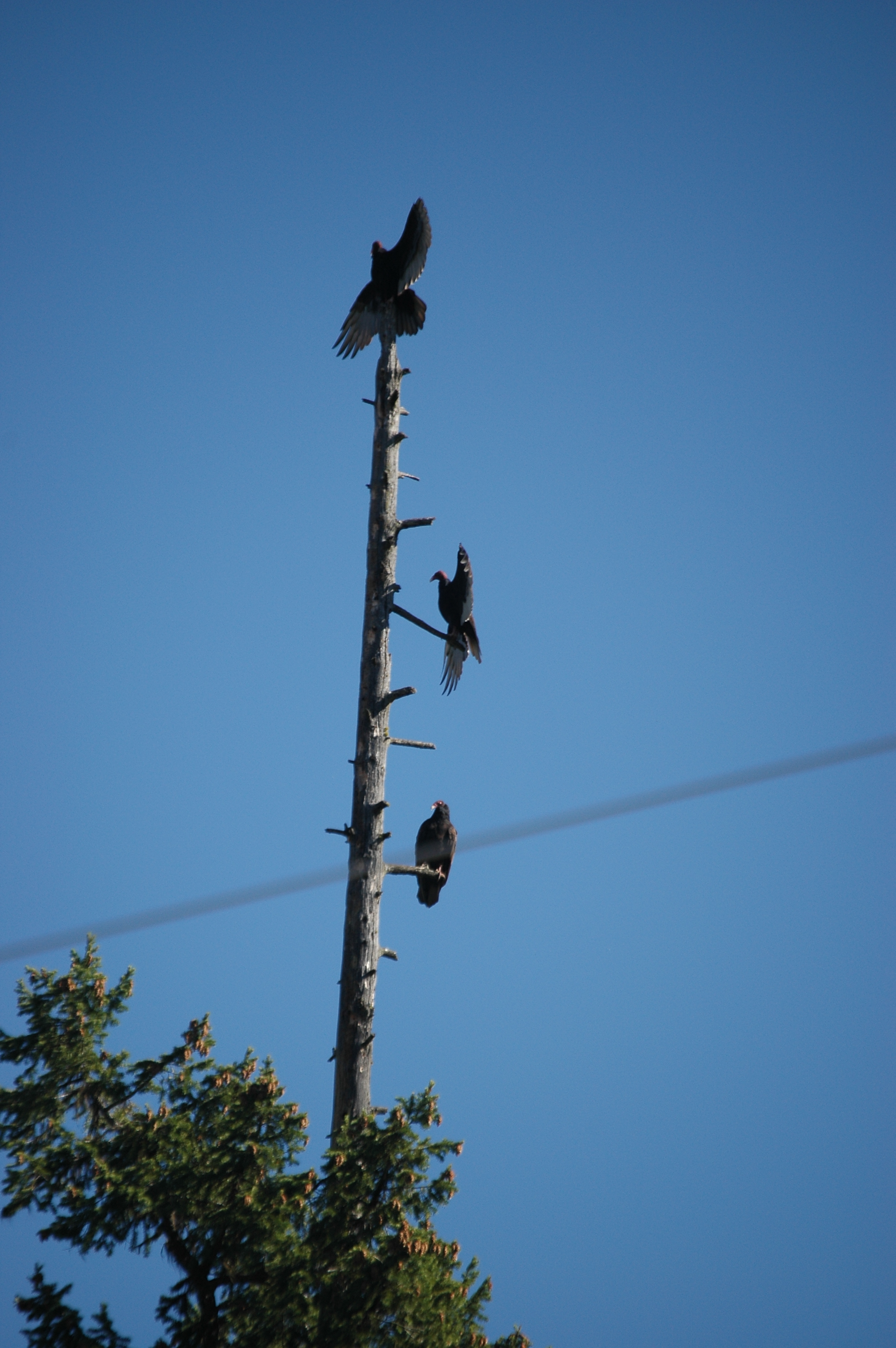 photos/wildlife/Bird_Species/030-New_World_Vultures/0587-Turkey_Vulture/20070911-Canada-17.jpg