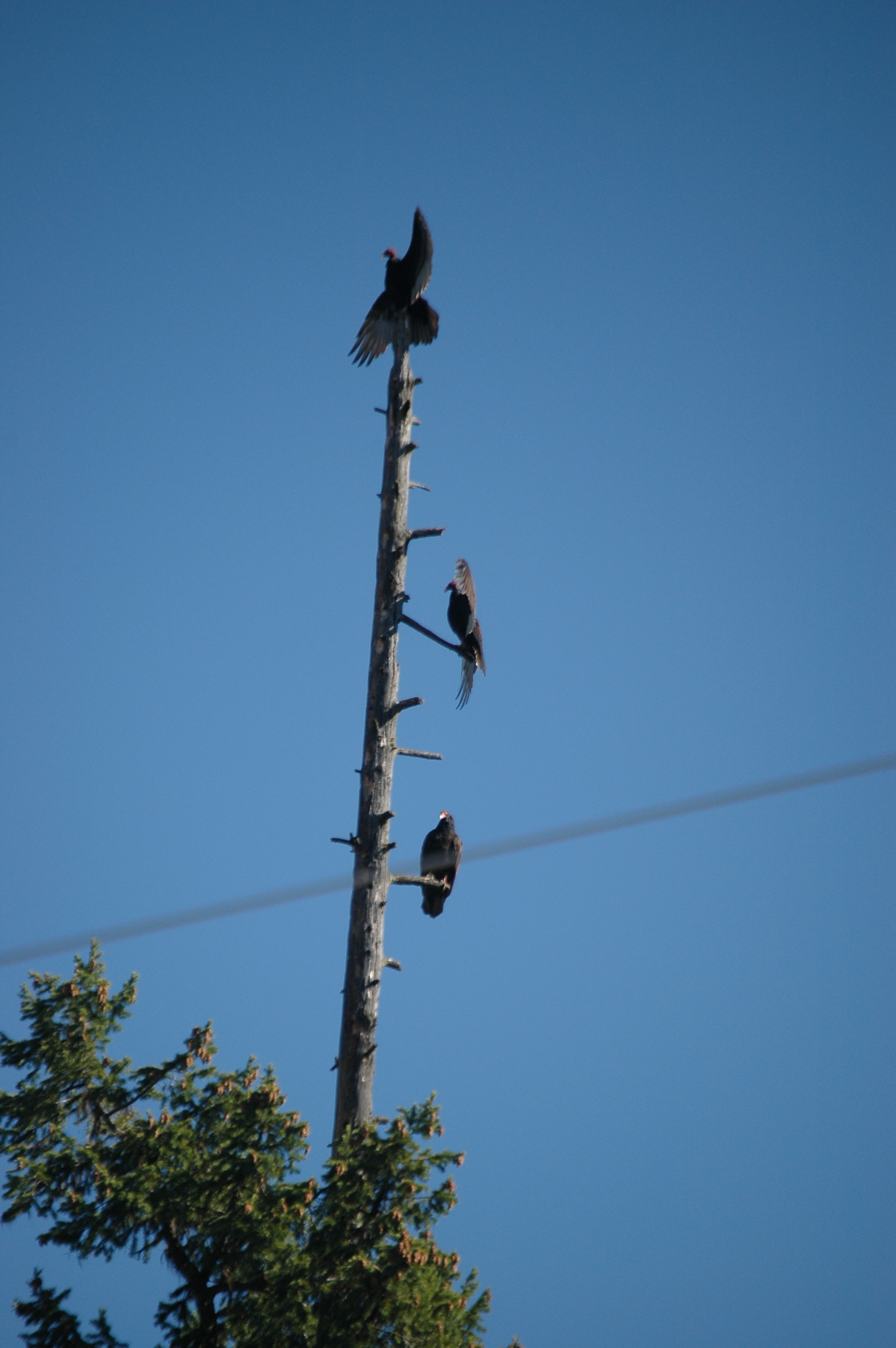 photos/wildlife/Bird_Species/030-New_World_Vultures/0587-Turkey_Vulture/20070911-Canada-18.jpg