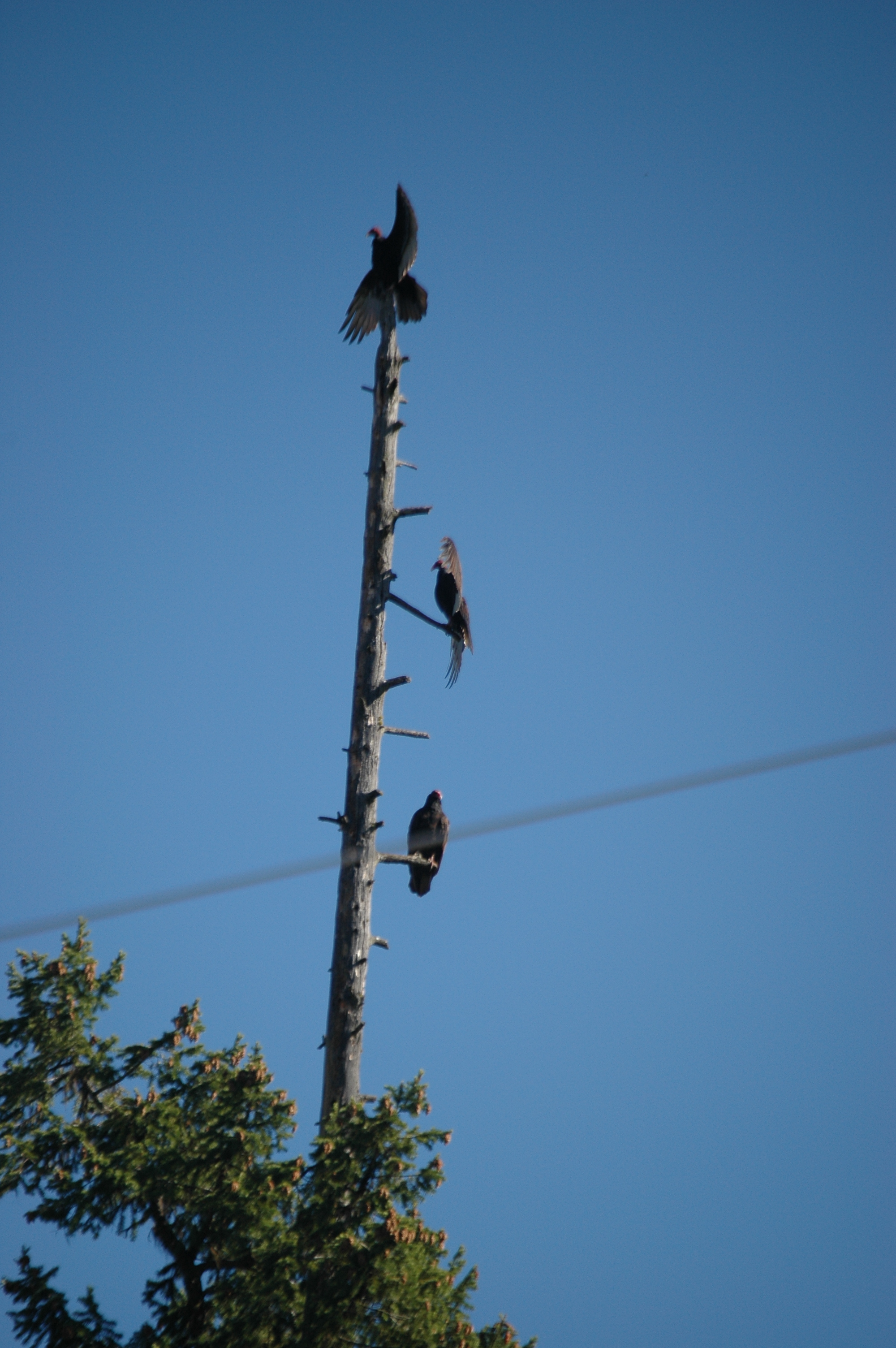 photos/wildlife/Bird_Species/030-New_World_Vultures/0587-Turkey_Vulture/20070911-Canada-19.jpg