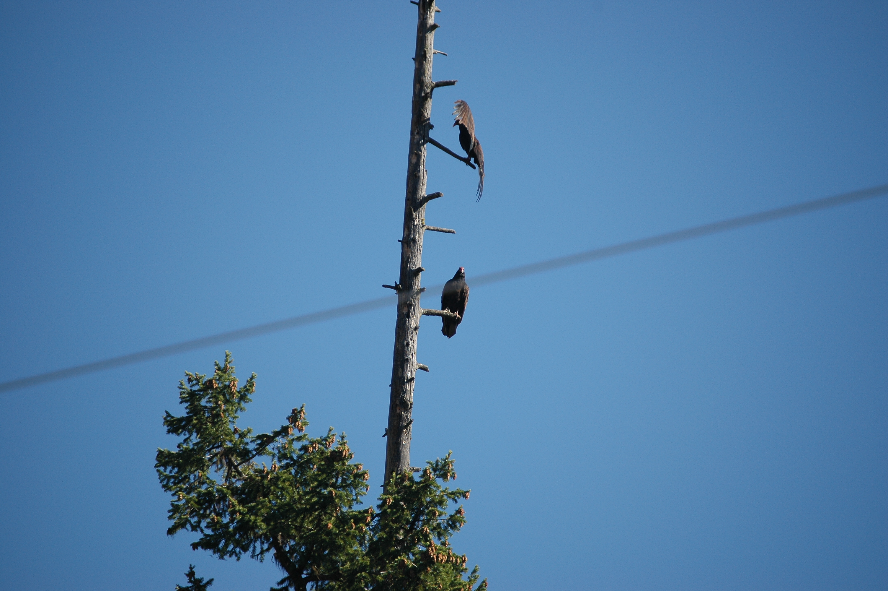 photos/wildlife/Bird_Species/030-New_World_Vultures/0587-Turkey_Vulture/20070911-Canada-21.jpg
